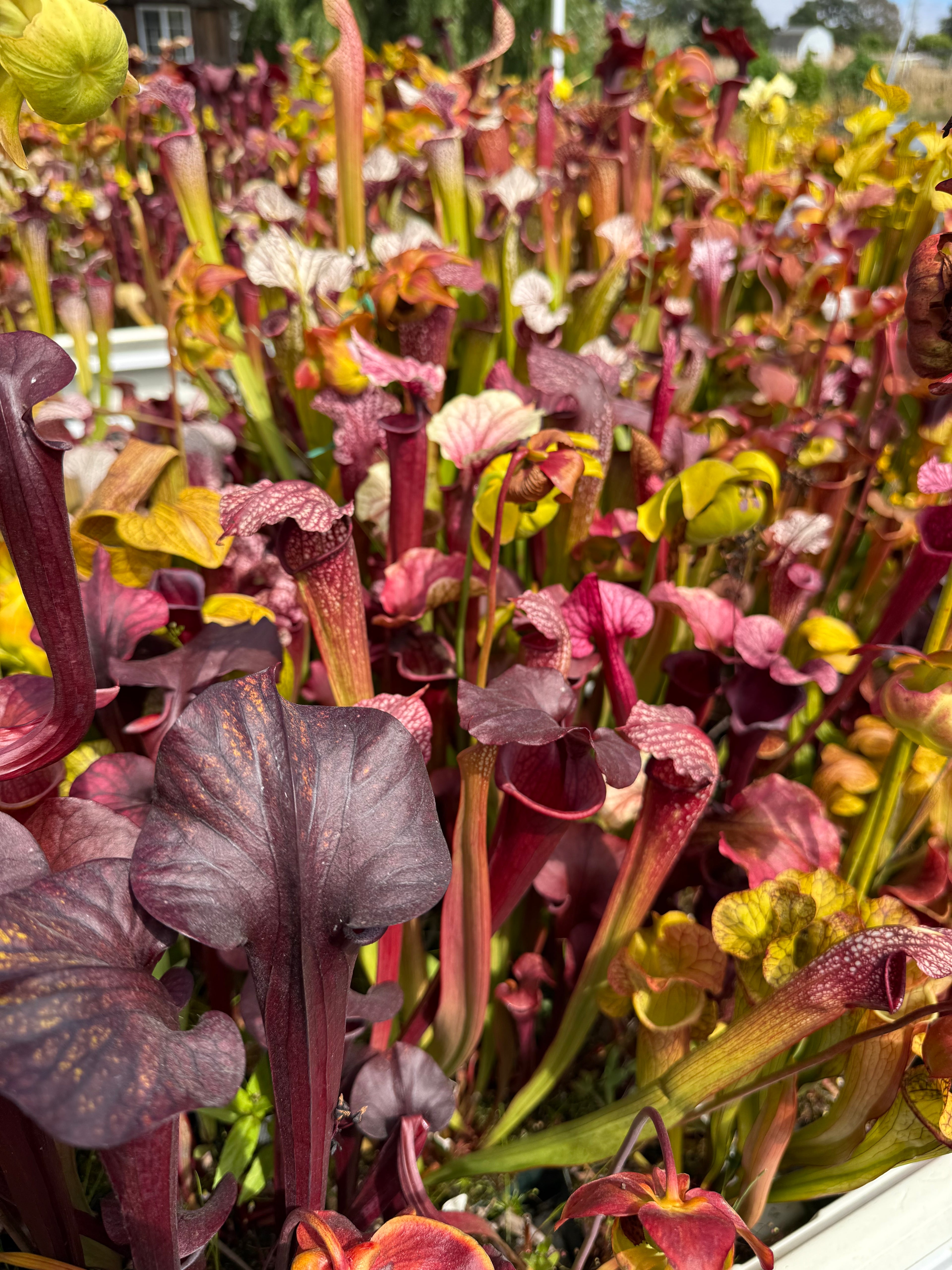 American Pitcher Plants (Sarracenia)