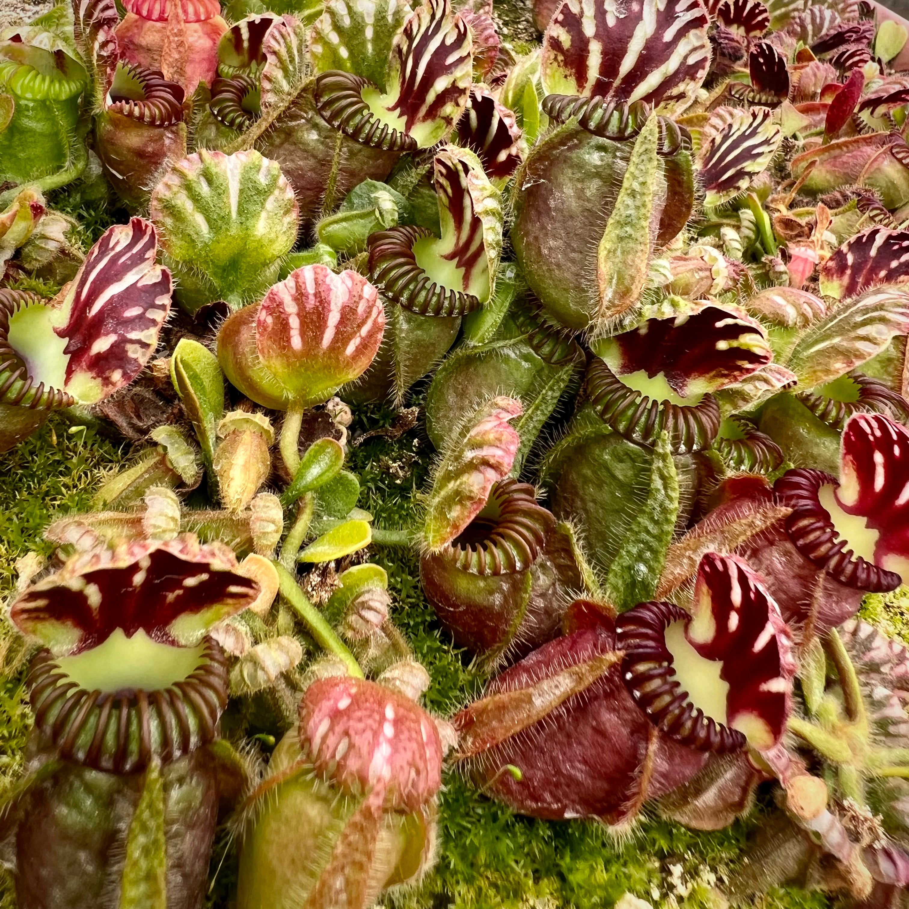 Australian Pitcher Plants (Cephalotus follicularis)
