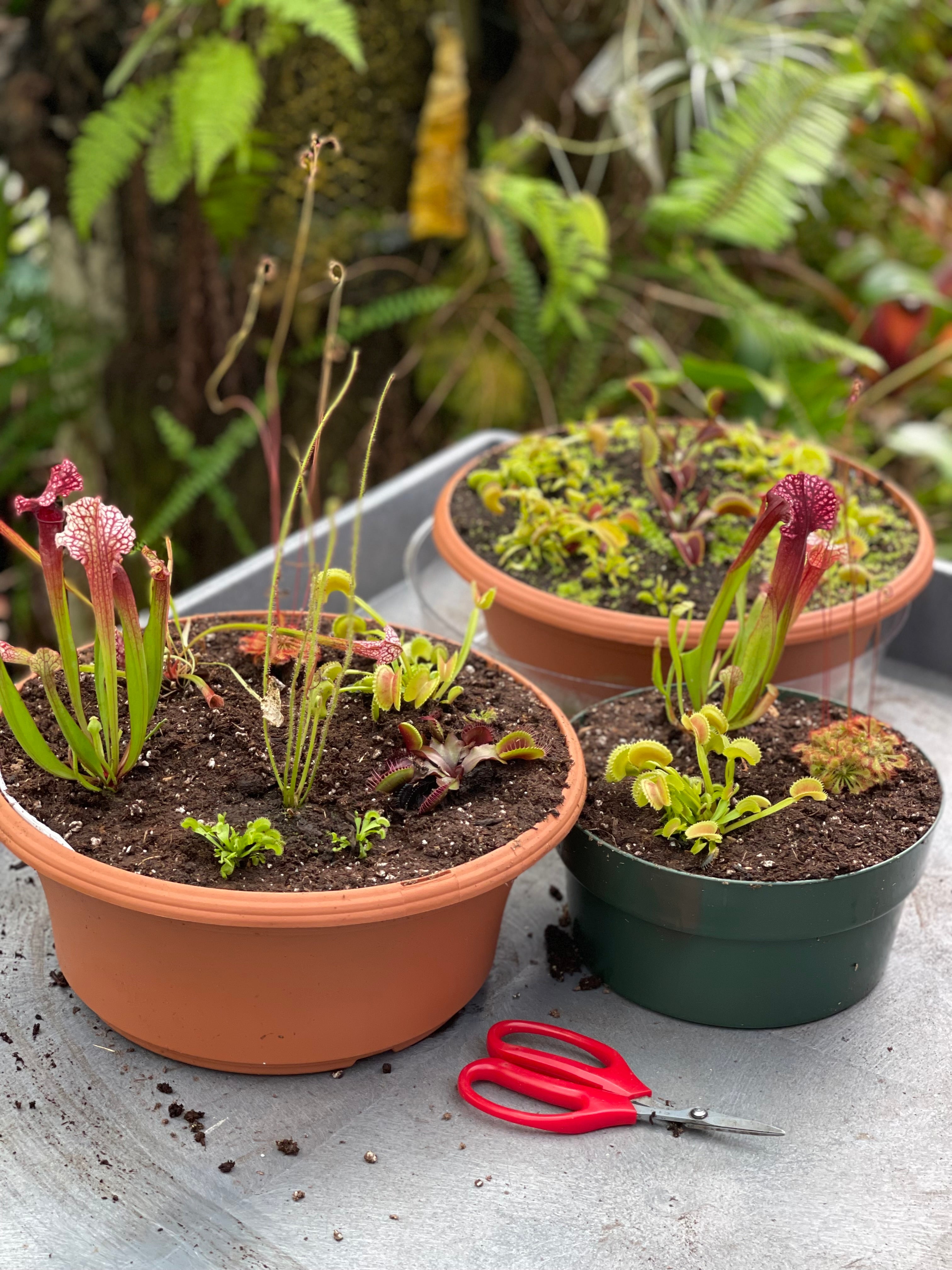Plant Kits and Collections