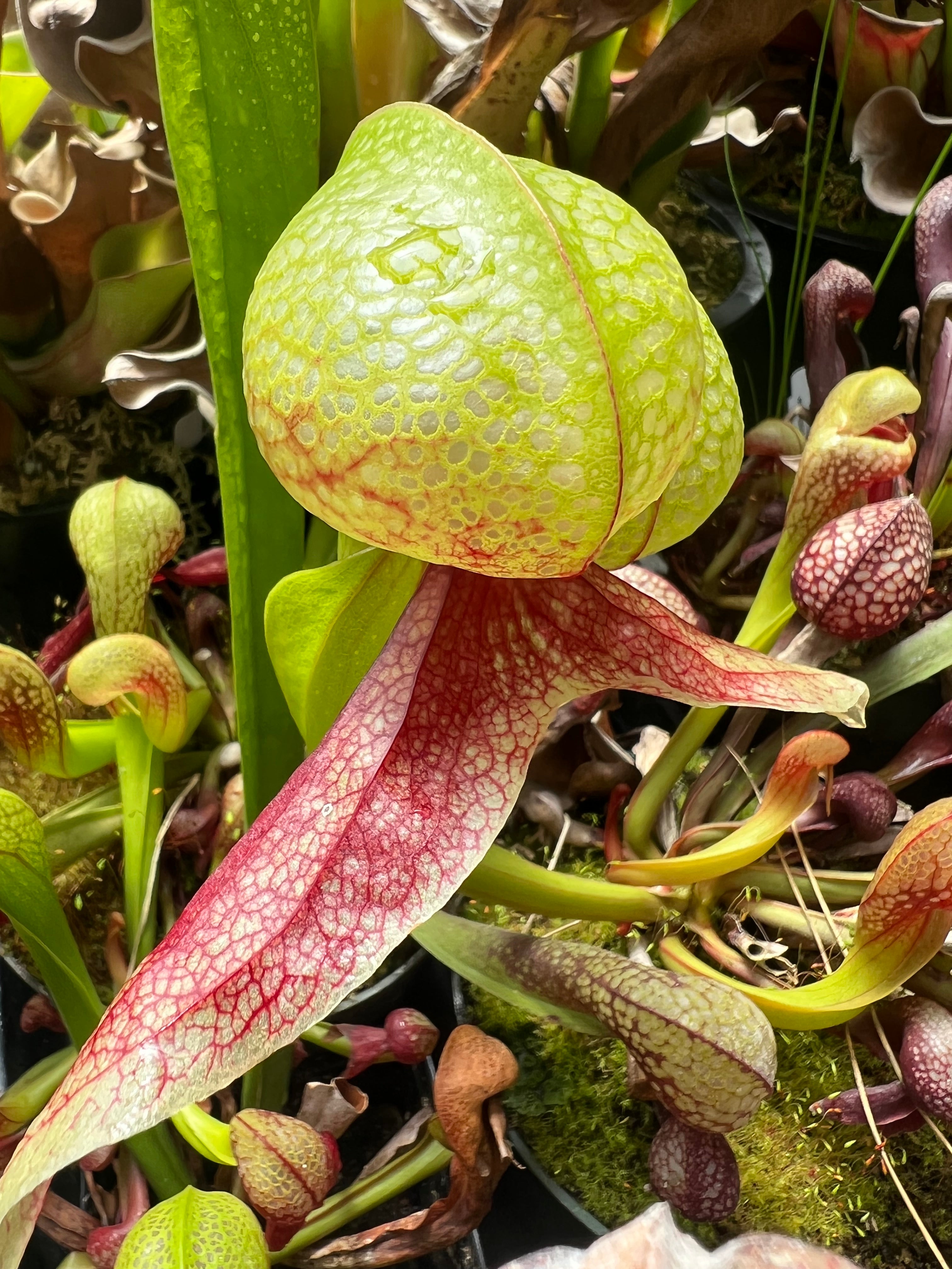 Cobra Plants (Darlingtonia)
