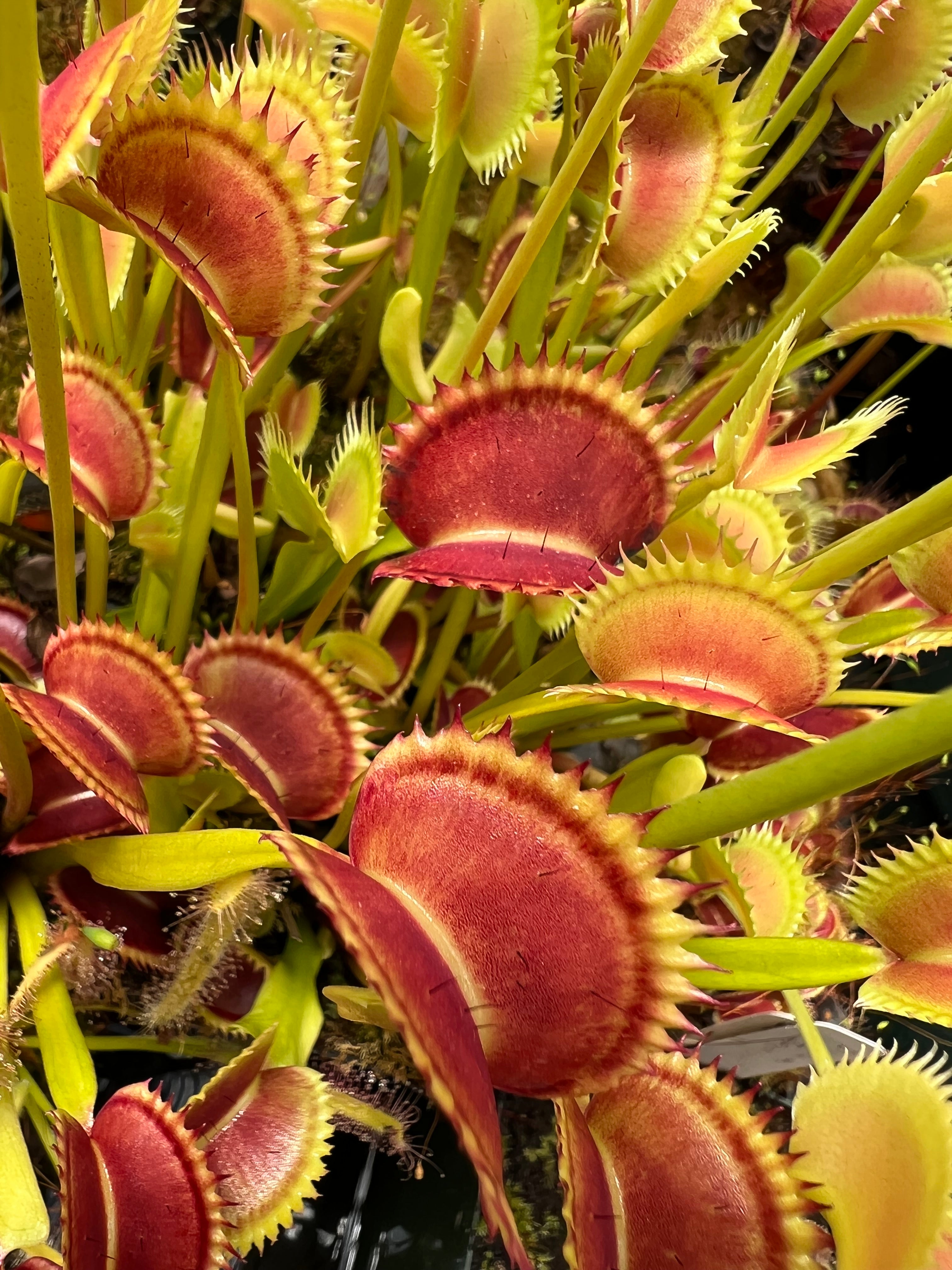 Venus Flytraps (Dionaea muscipula) Potted