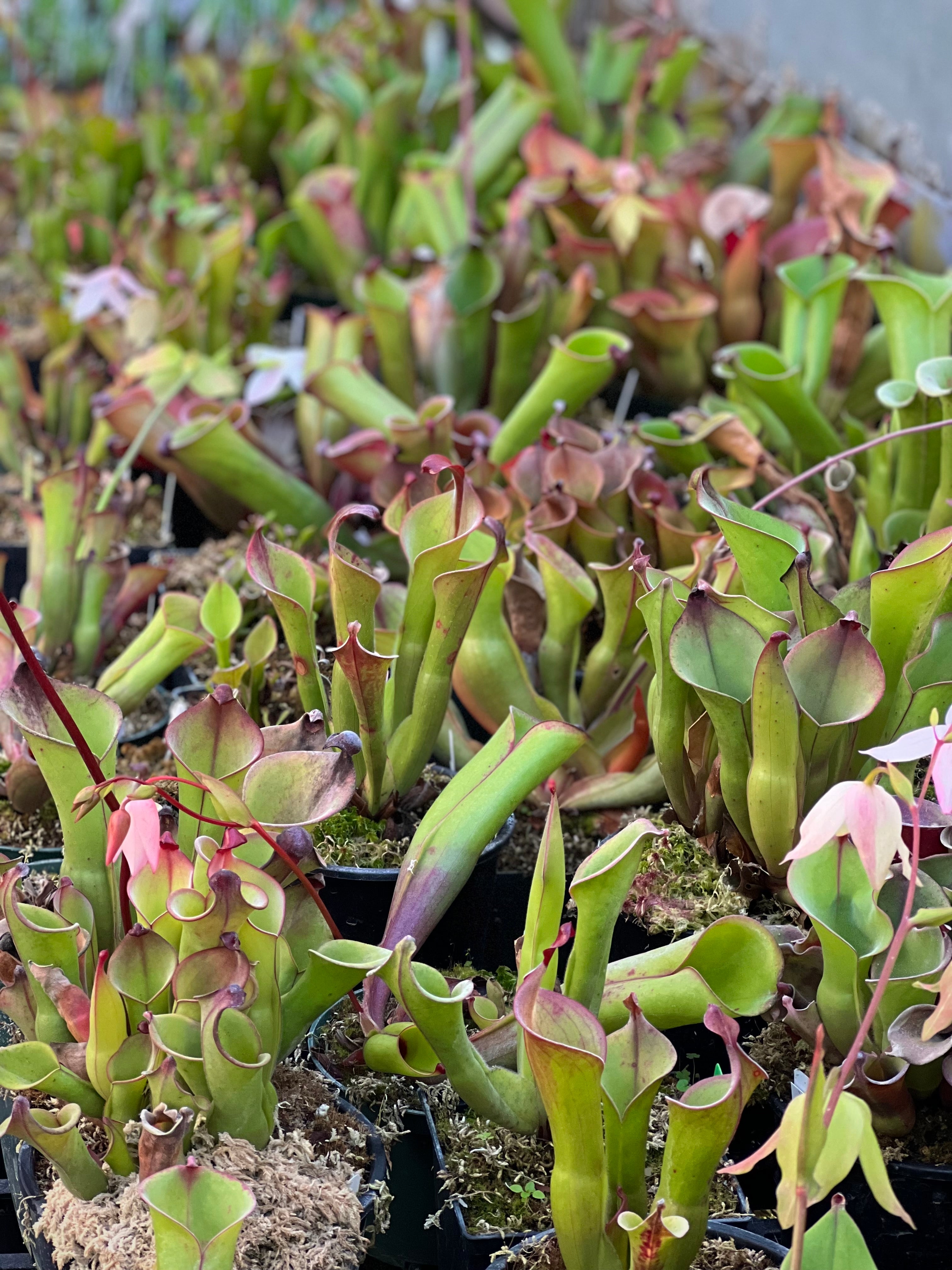 Sun Pitcher Plants (Heliamphora)