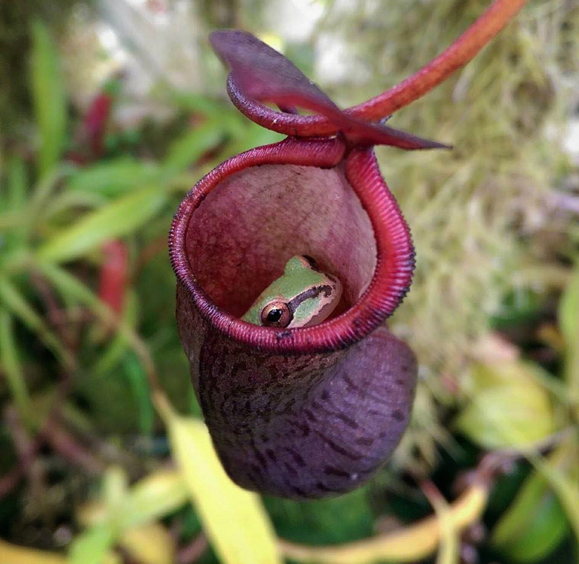 Tropical Pitcher Plants (Nepenthes)