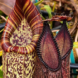 Highland Tropical Pitcher Plants (Nepenthes)