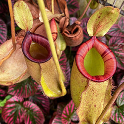 Lowland Tropical Pitcher Plants (Nepenthes)