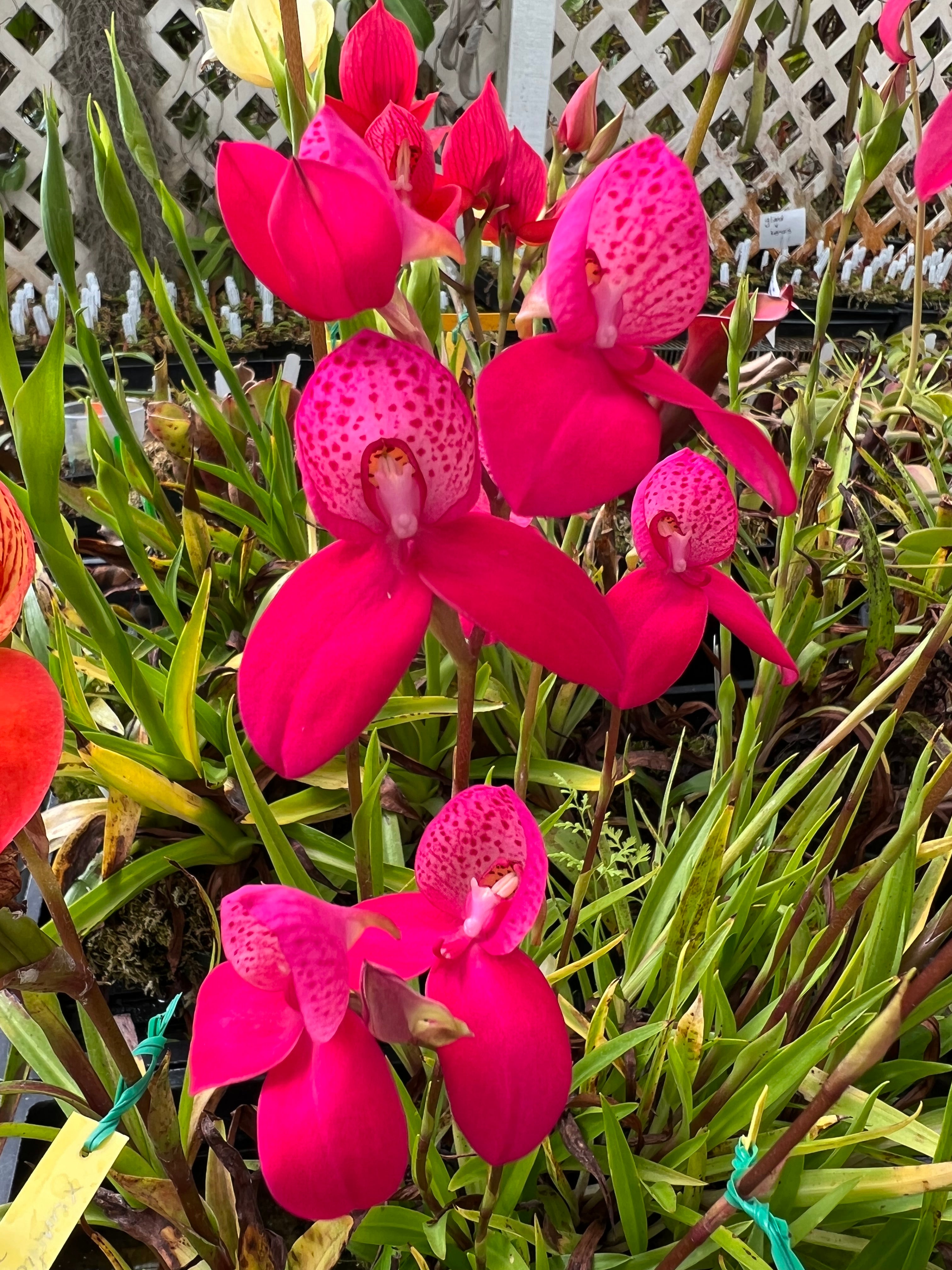 Non-Carnivorous Plants