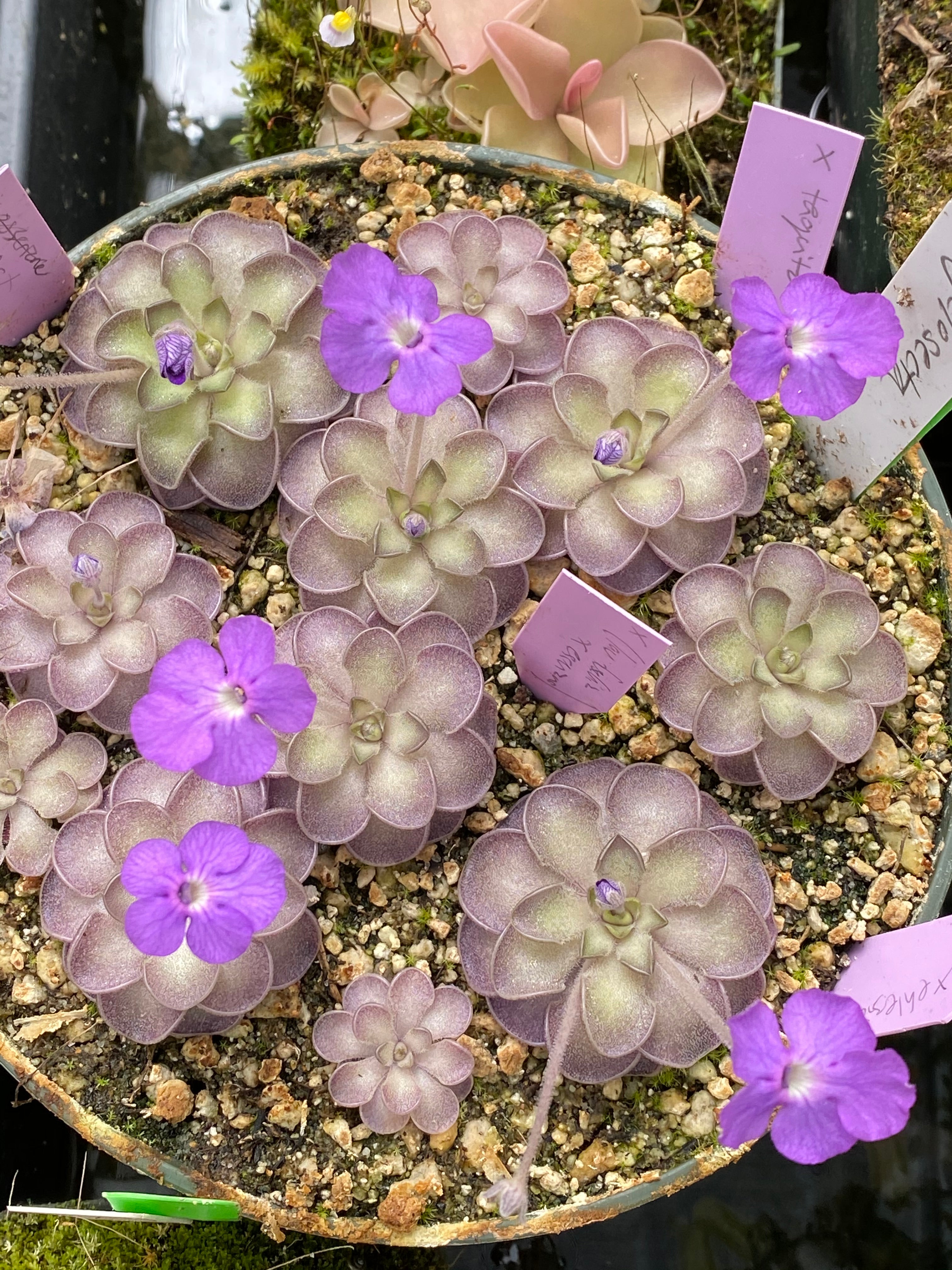 Mexican or Tropical Butterworts (Pinguicula)