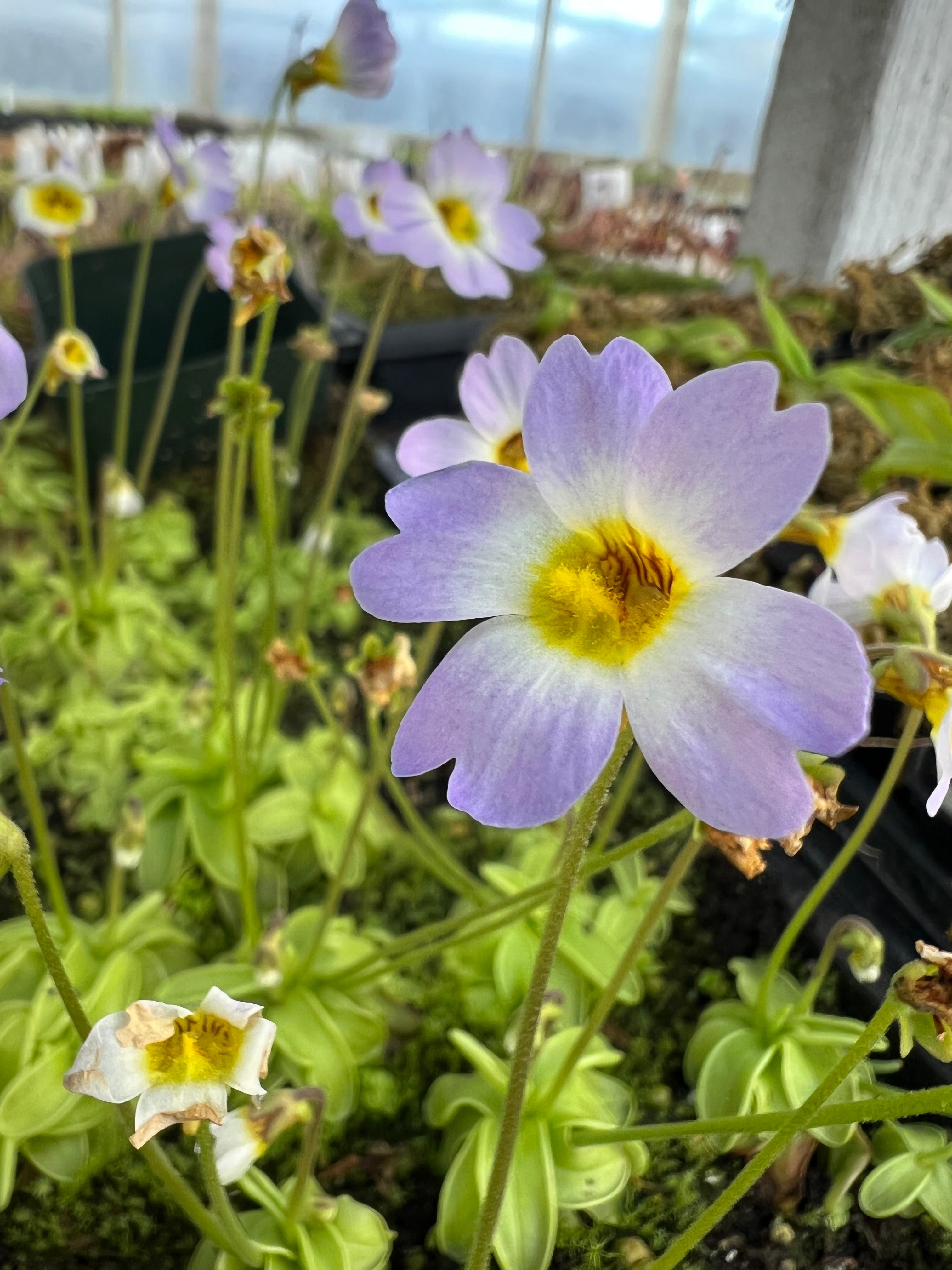 Warm Temperate Butterworts (Pinguicula)