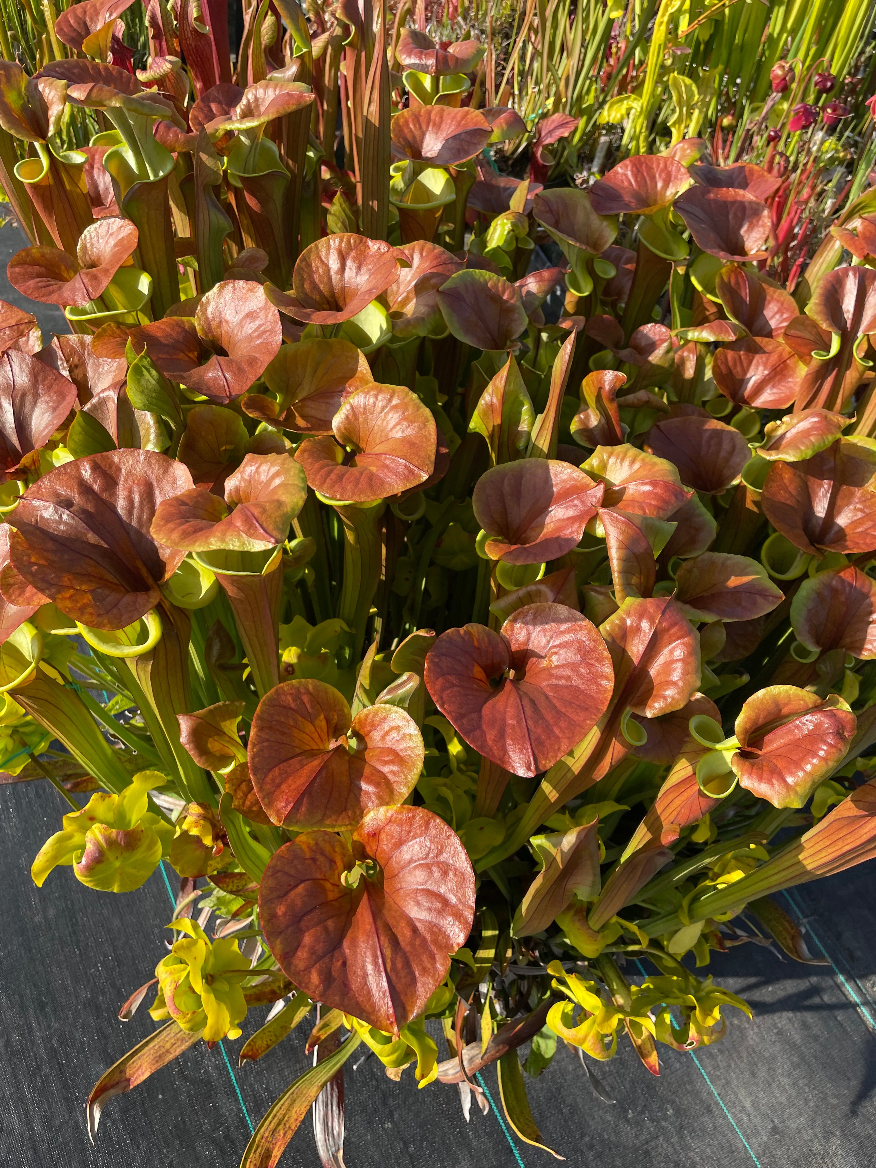 American Pitcher Plant (Sarracenia) Species