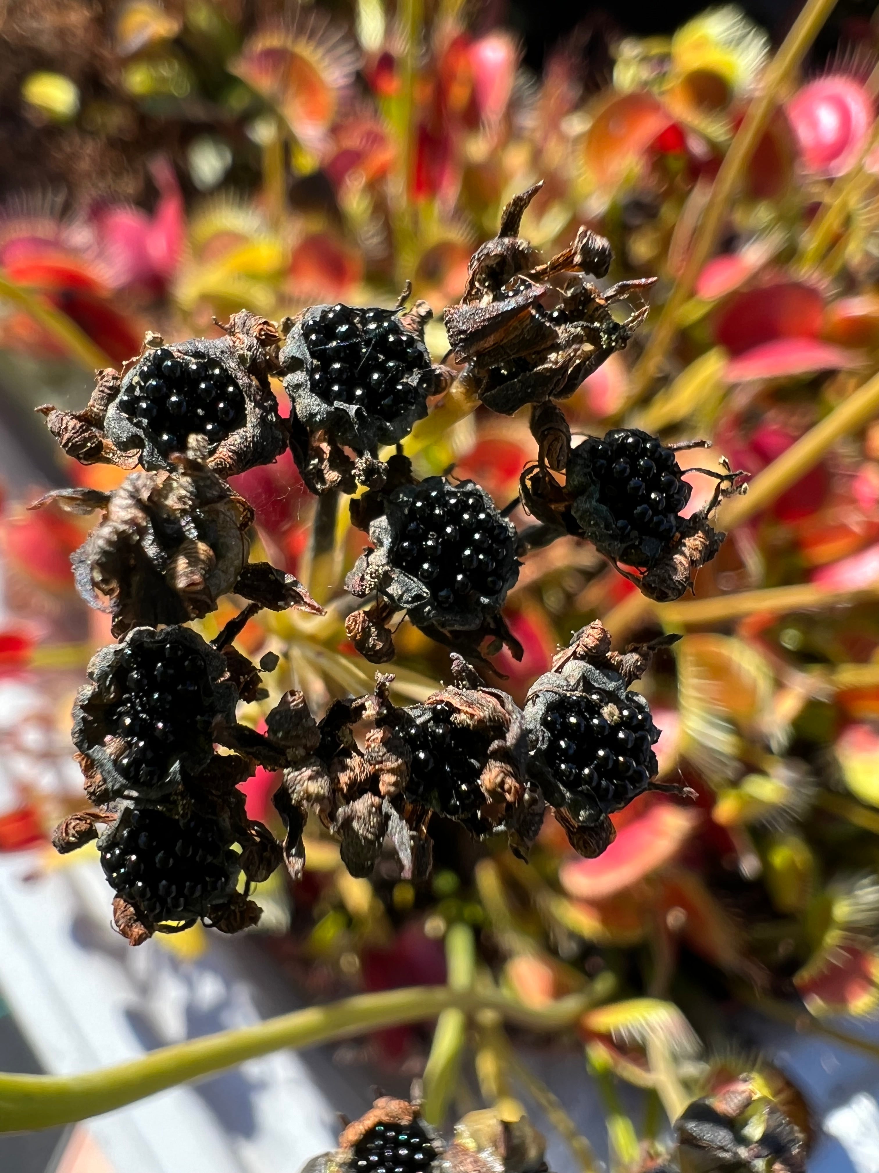 Seeds