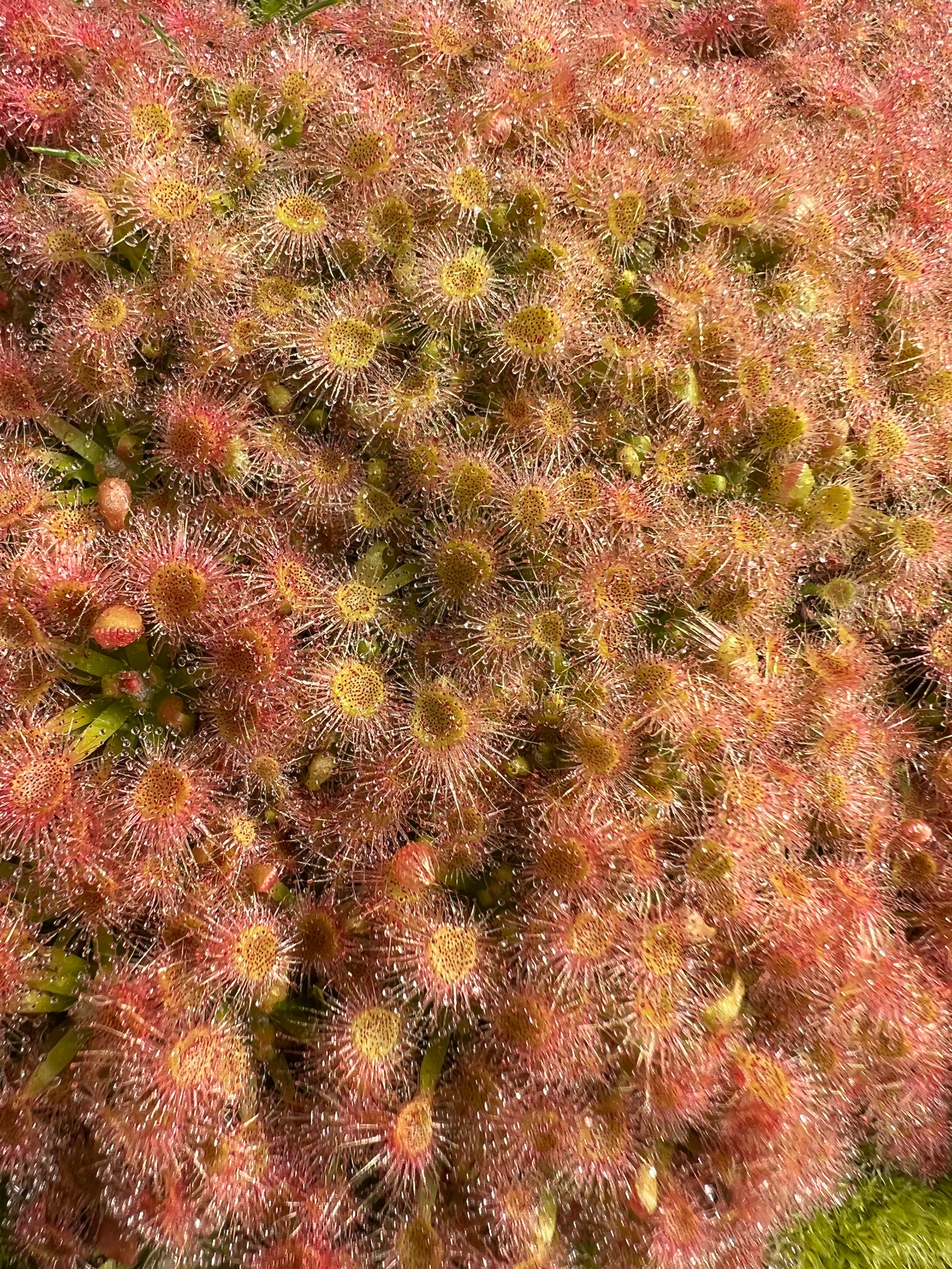 Pygmy Sundews (Drosera)
