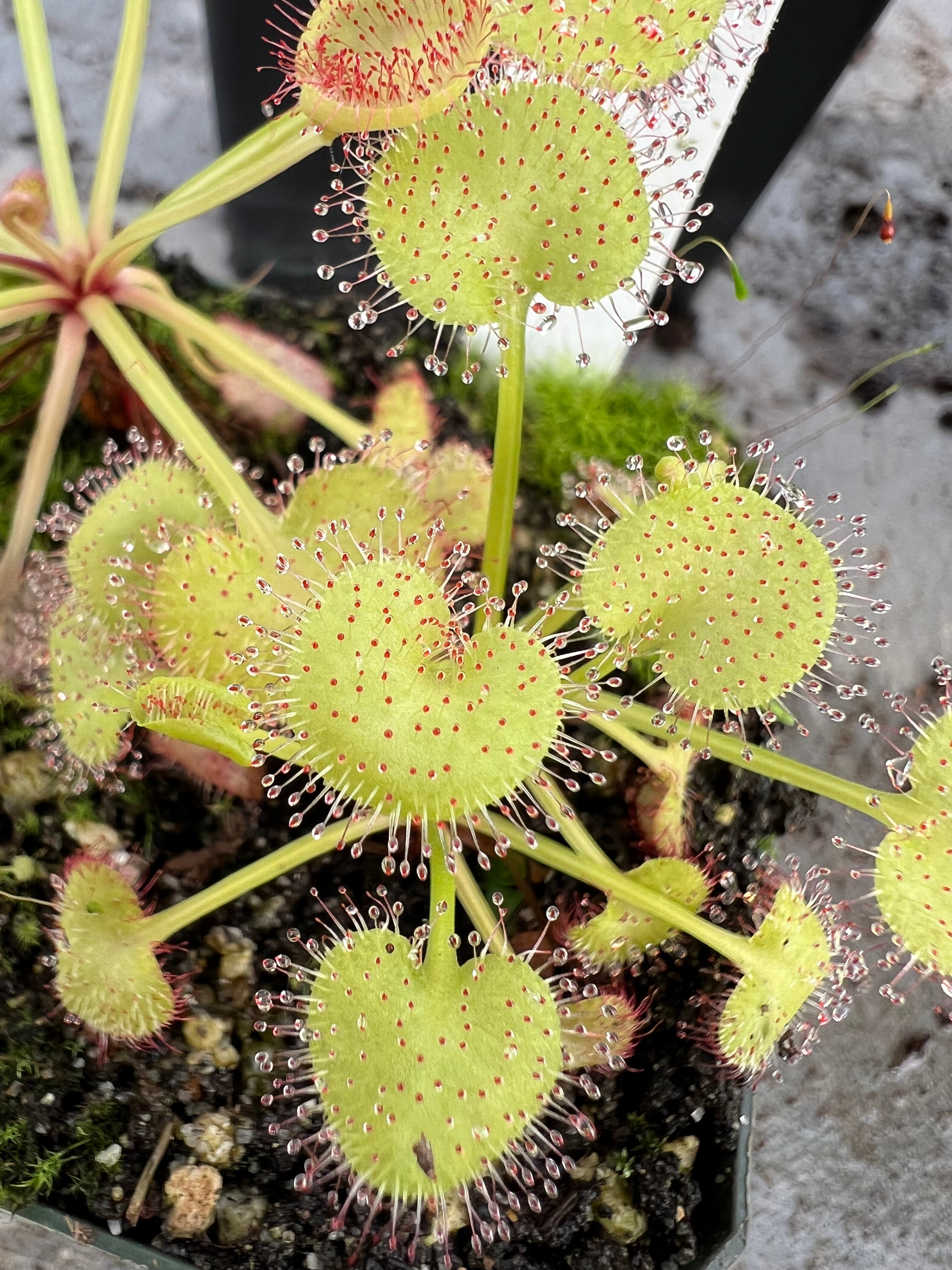 Tropical/Indoor Sundews (Drosera)