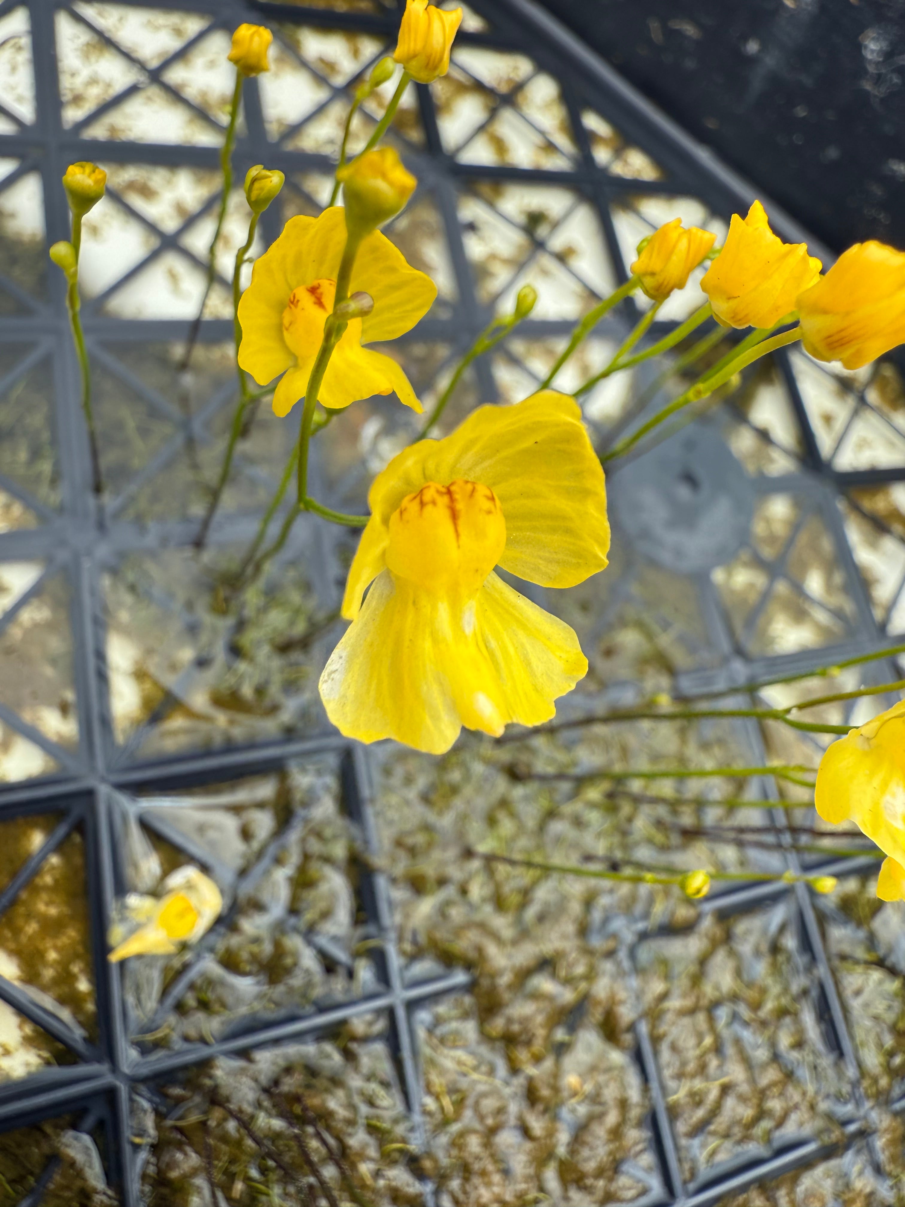 Aquatic bladderworts (Utricularia)