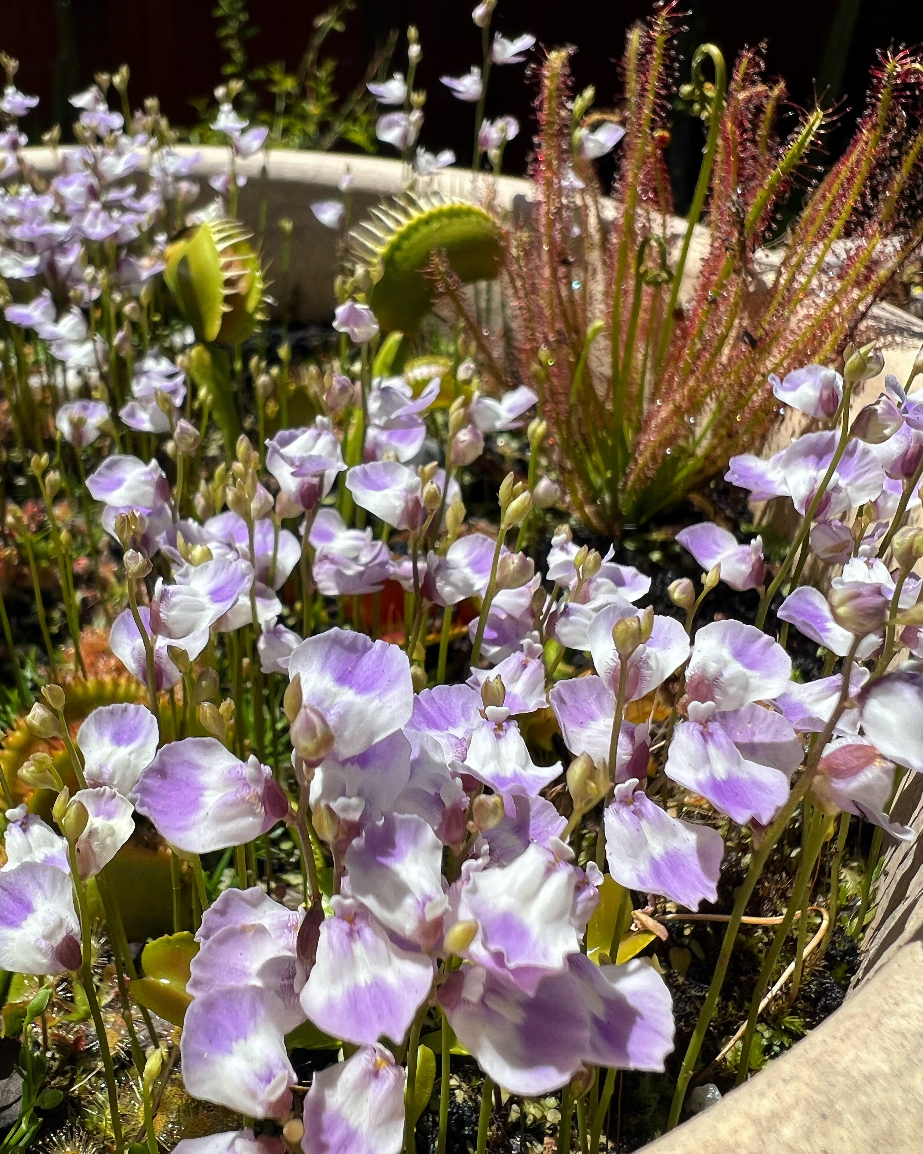 Terrestrial Bladderworts (Utricularia)