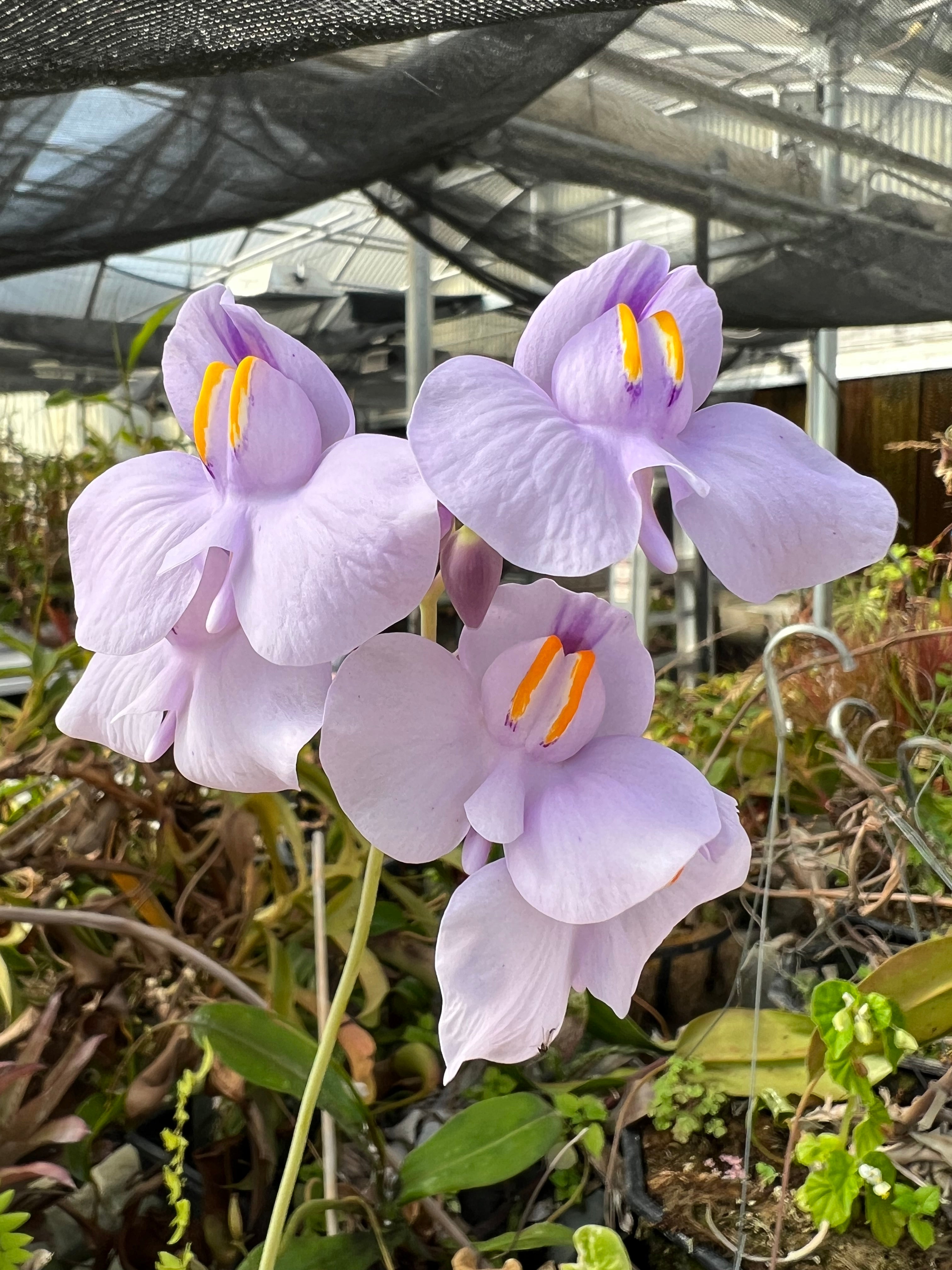 Tropical Bladderworts (Utricularia)