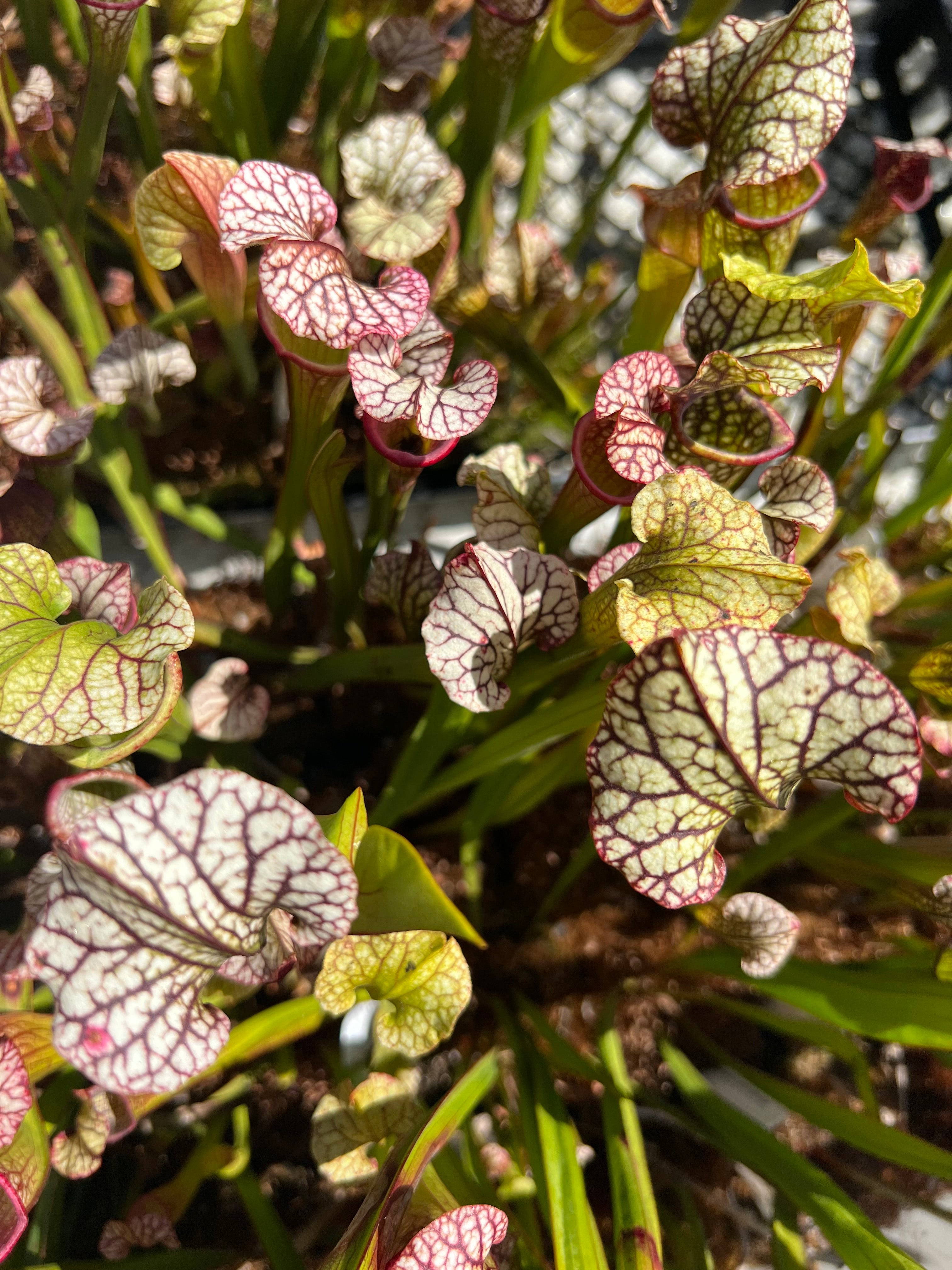 American Pitcher Plant (Sarracenia) Hybrids