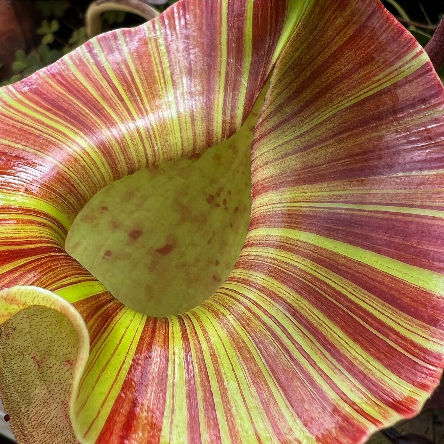 Nepenthes ( platychila x veitchii ) x ( glandulifera x veitchii ) CalCarn Seed-Grown Potted