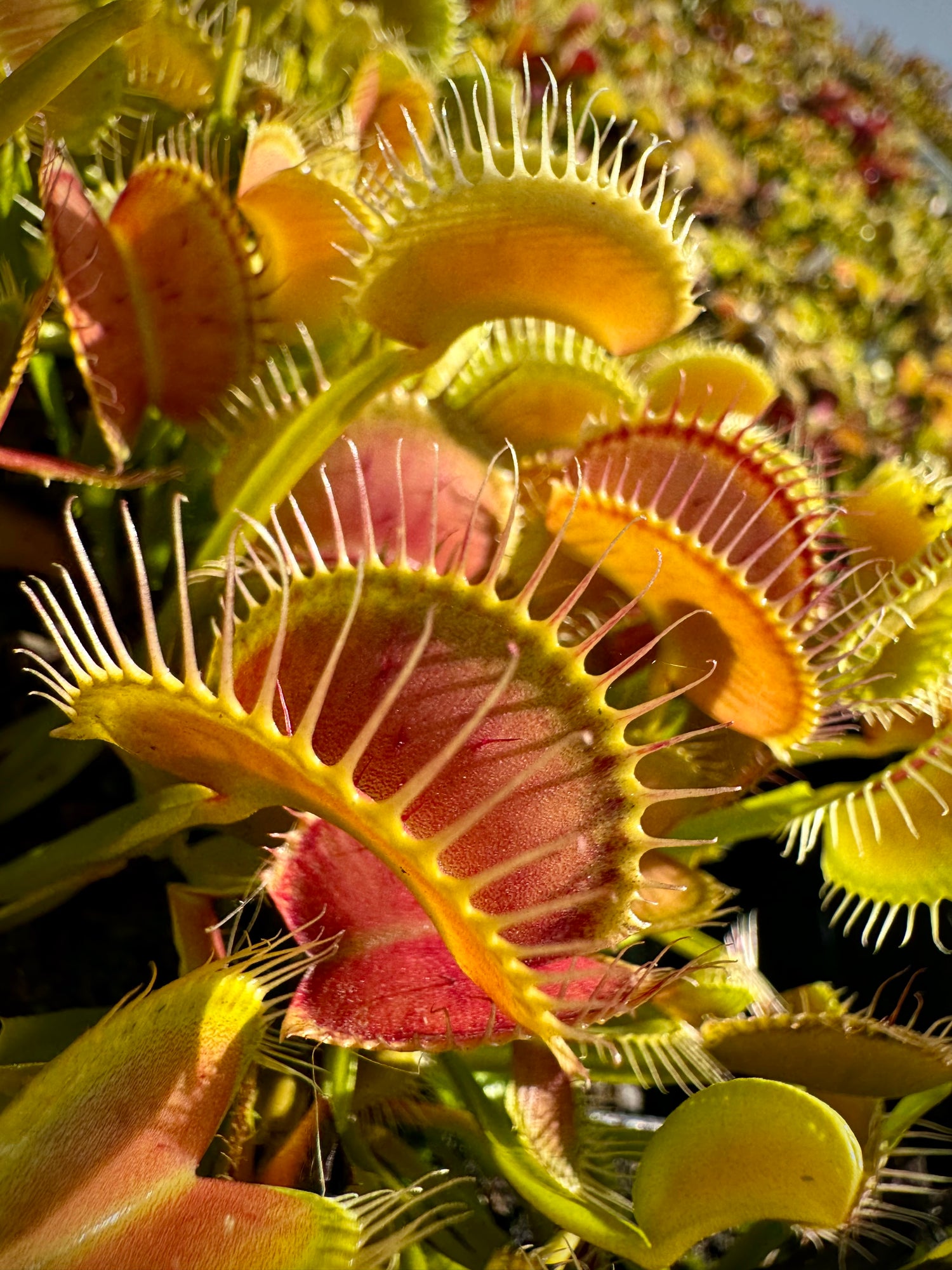 Dionaea m. “Sasquatch” Potted