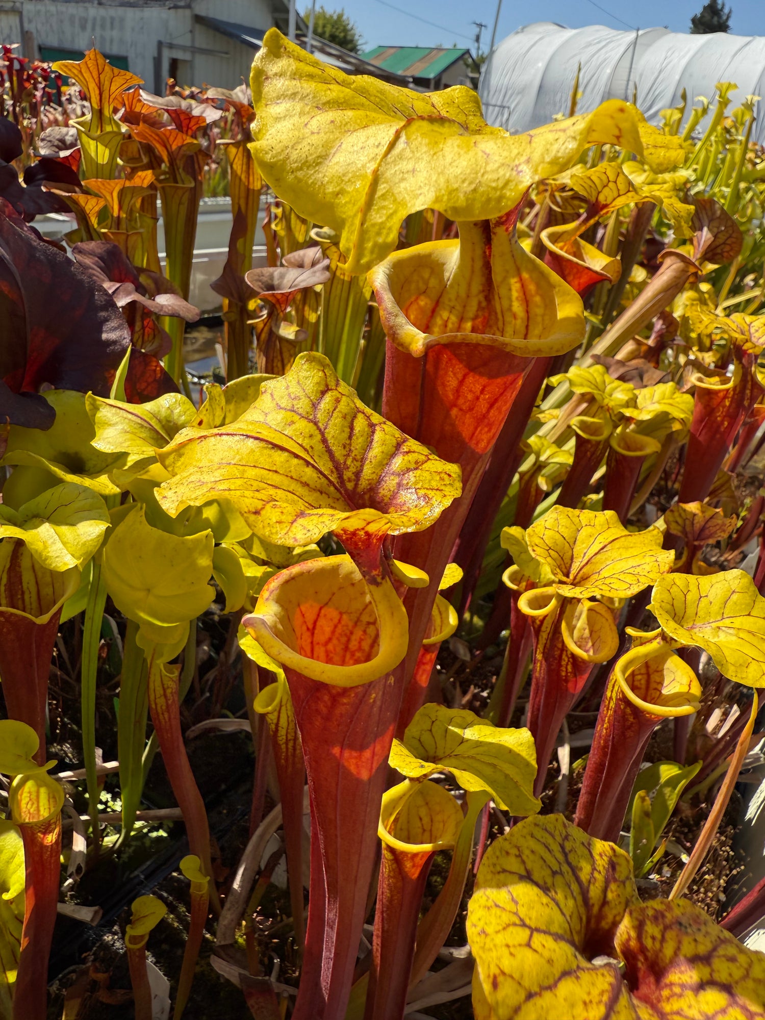 Sarracenia flava var. rubricorpora ‘Burgundy’ Potted