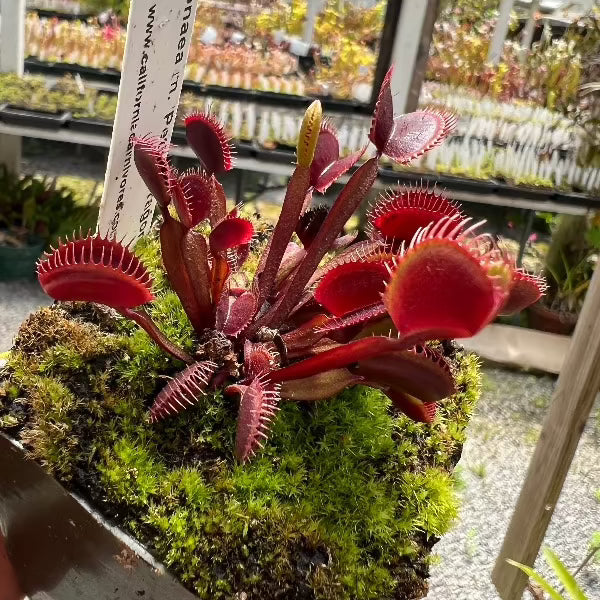 Dionaea Petite Red Dargon Venus flytrap
