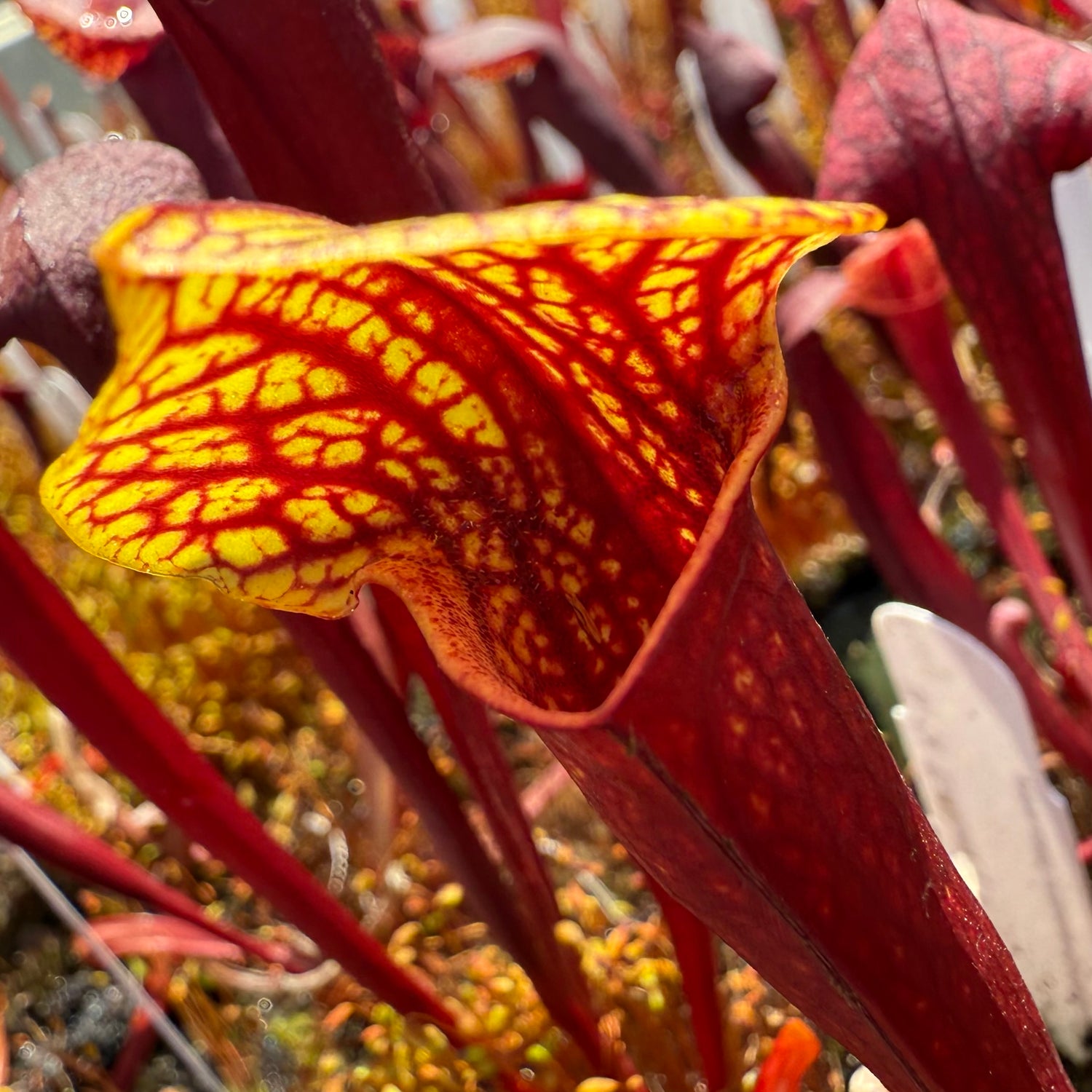 Sarracenia ( x ‘Ember’ ) x ( x ‘Saurus’ ) Potted