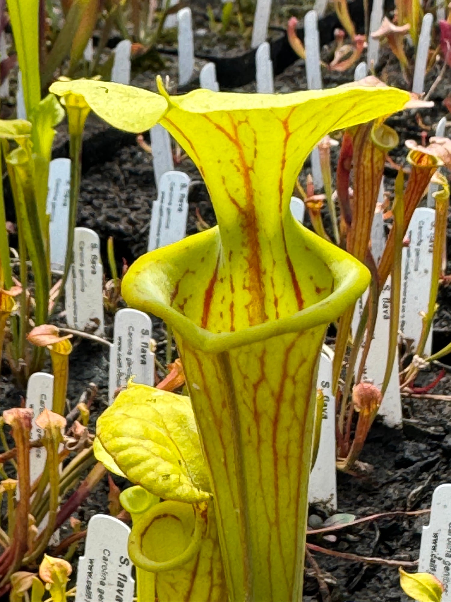 Sarracenia flava "Carolina Genetics" Potted