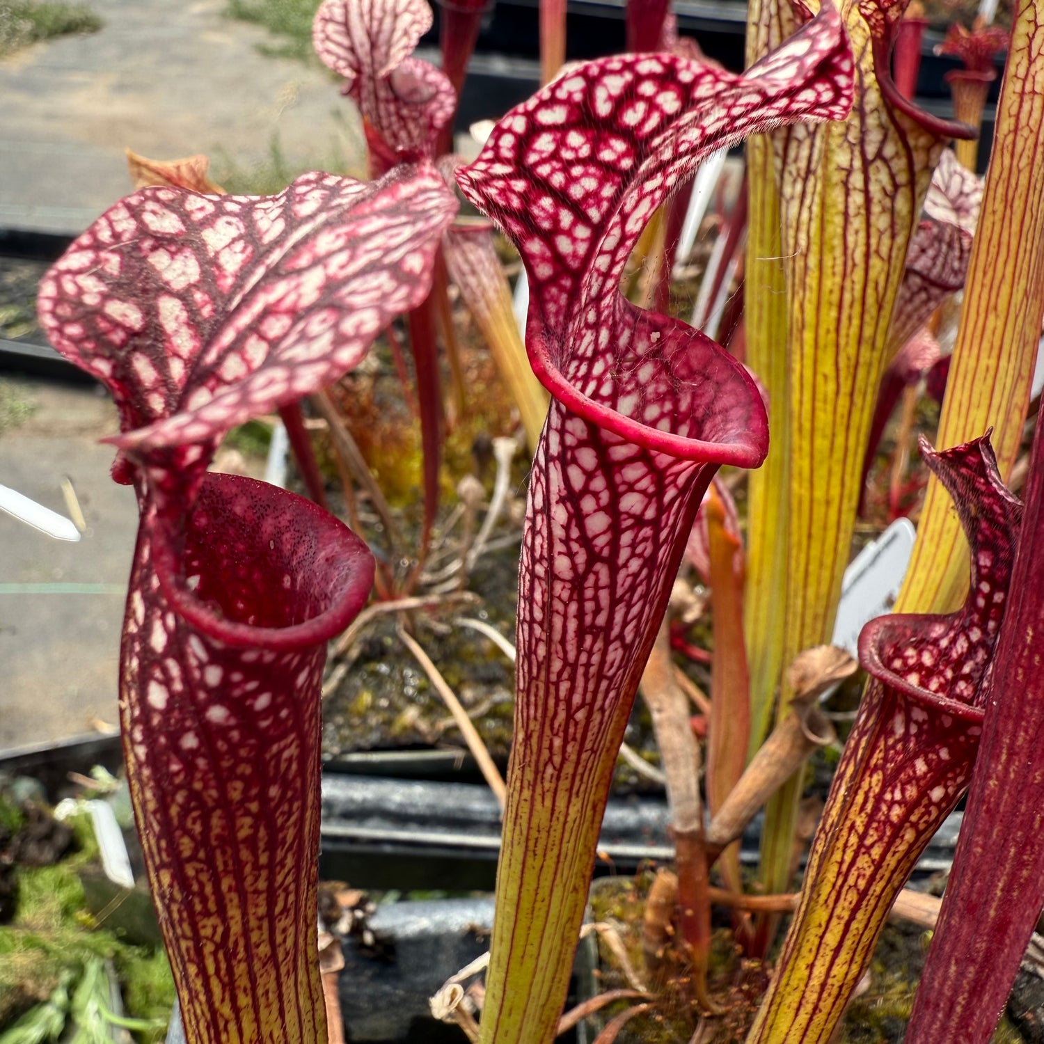 Sarracenia ( x ‘Saurus’ ) x ( x ‘Caitrin Claire’ ) Potted
