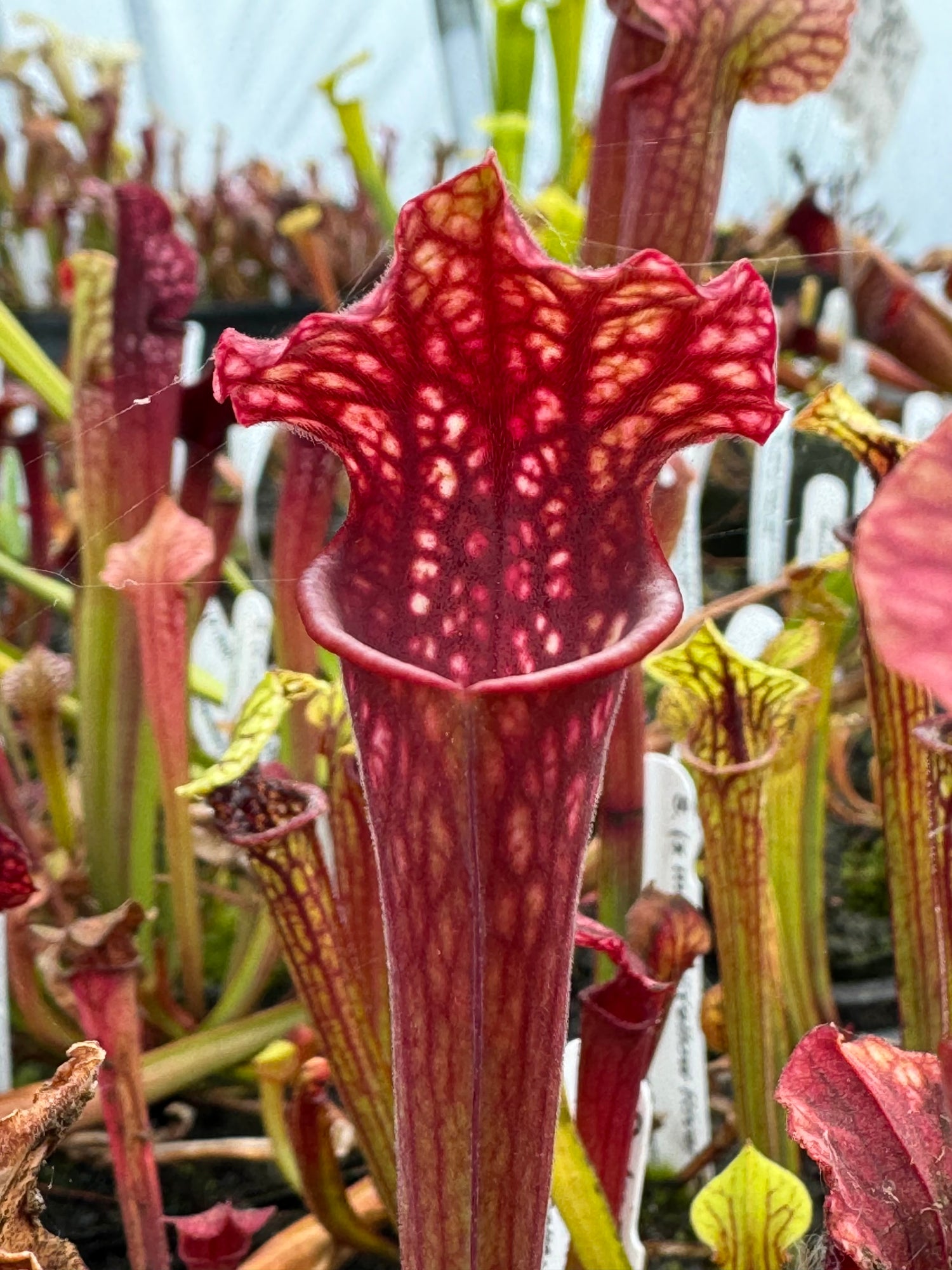Sarracenia ( x moorei “Yellow River” ) x ( x ‘Saurus’ ) Potted