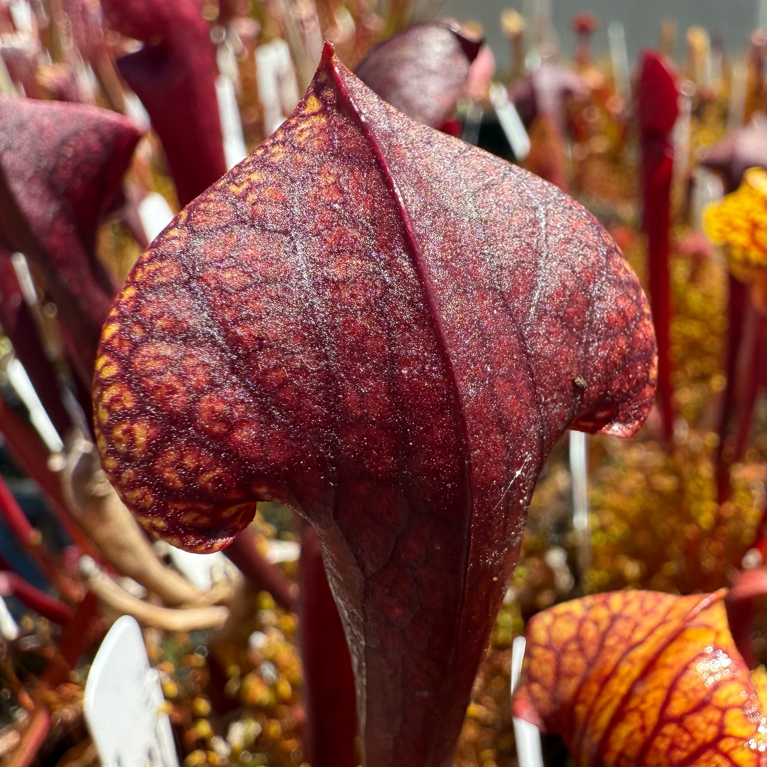 Sarracenia ( x ‘Ember’ ) x ( x ‘Saurus’ ) Potted