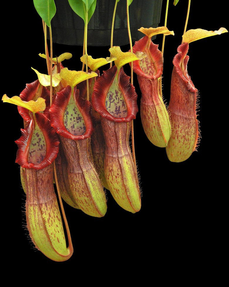 Nepenthes singalana x burkei Potted