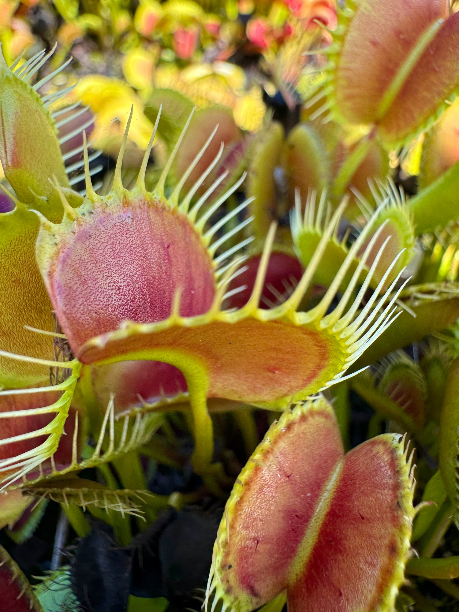 Dionaea m. 'Spider' JH Potted