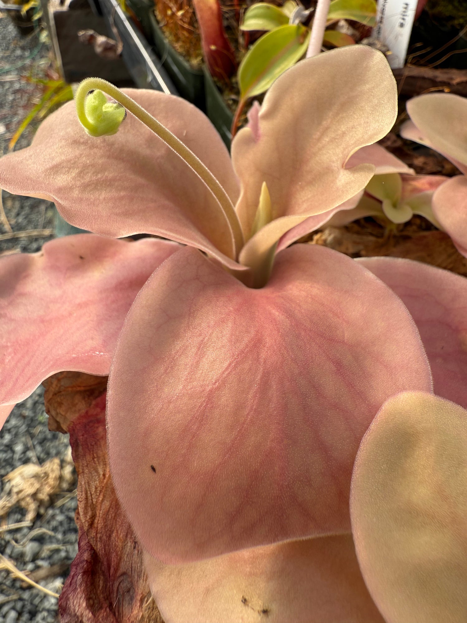 Pinguicula agnata x zamudioana BARE ROOT