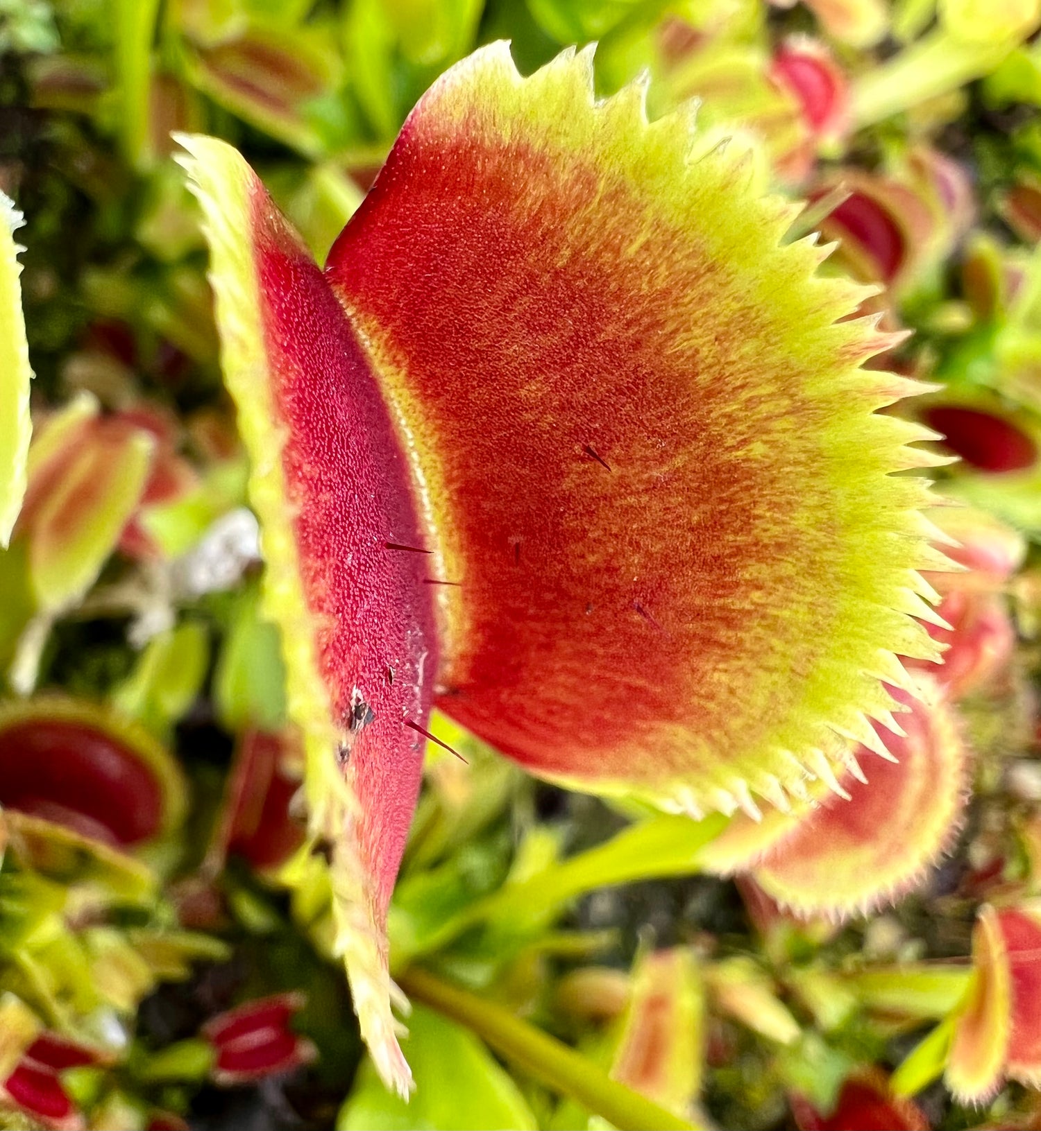 Dionaea m. ‘Sawtooth' Potted
