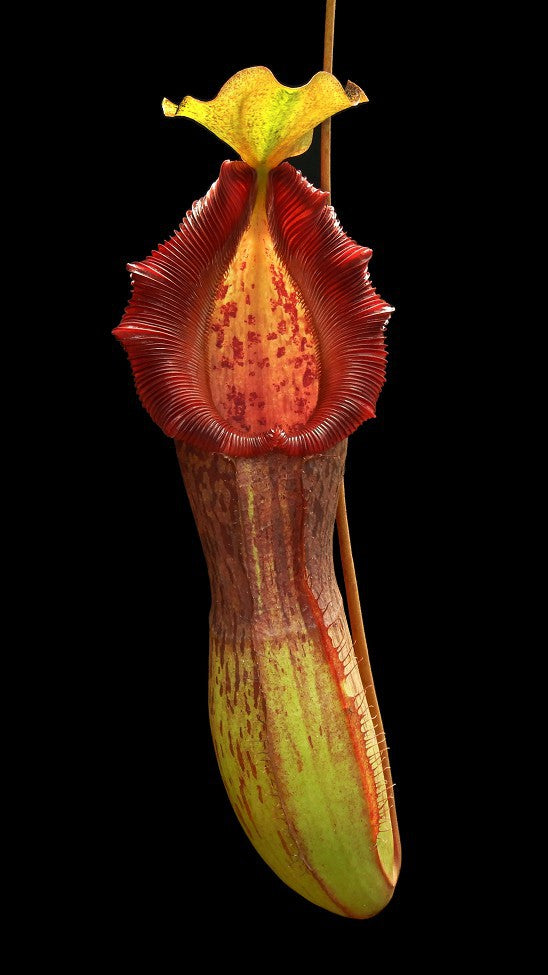 Nepenthes singalana x burkei Potted