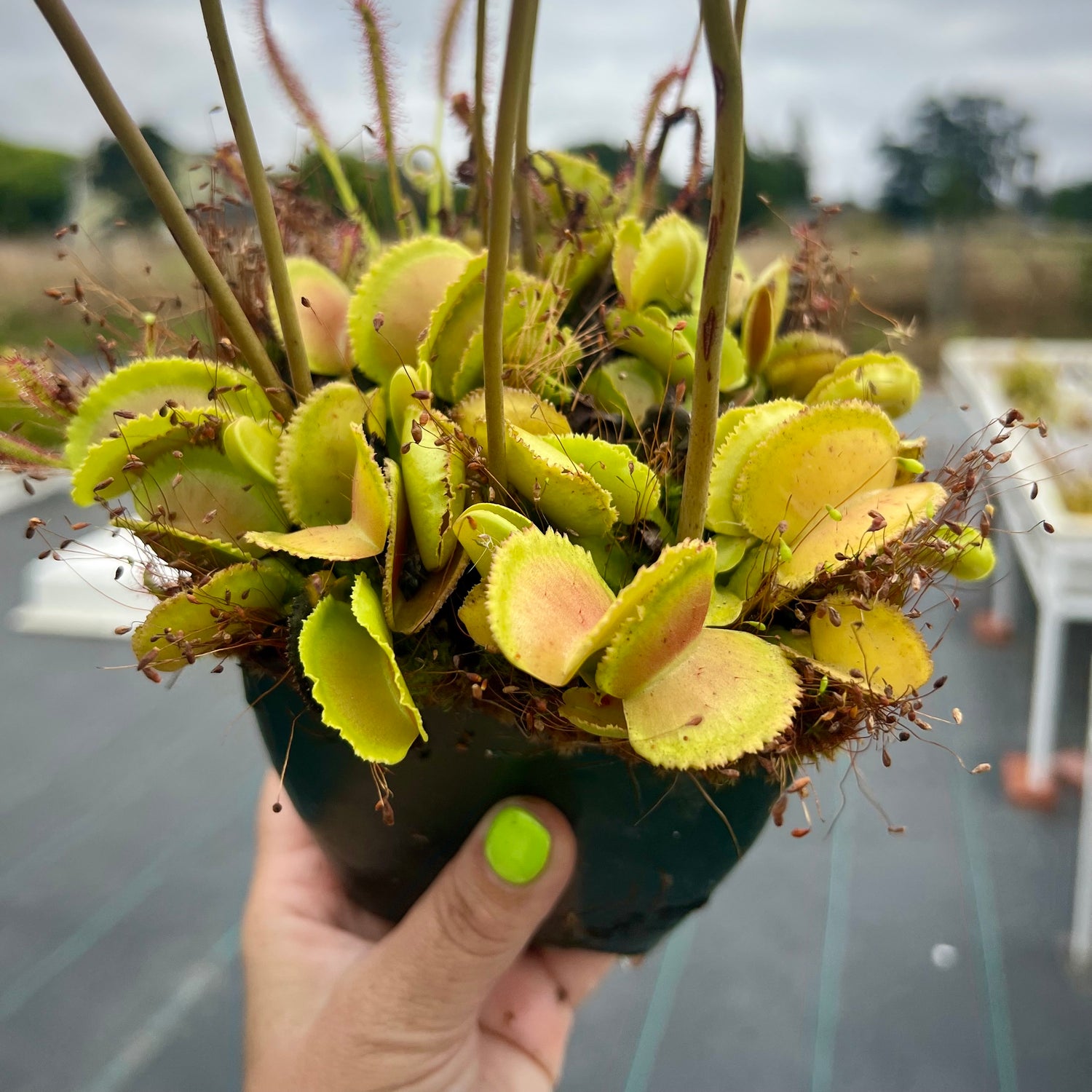 Dionaea m. 'Whale' JH Potted