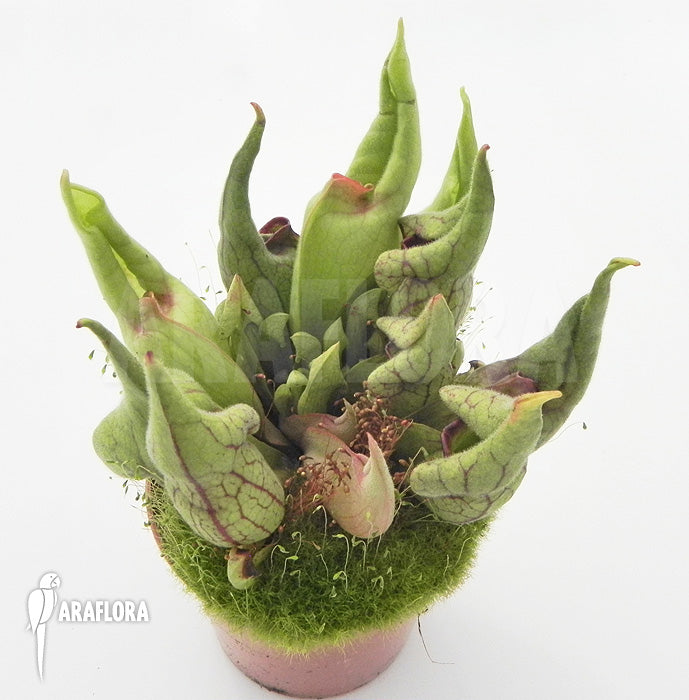 Sarracenia purpurea ssp. venosa v. burkii “Smurf” Potted