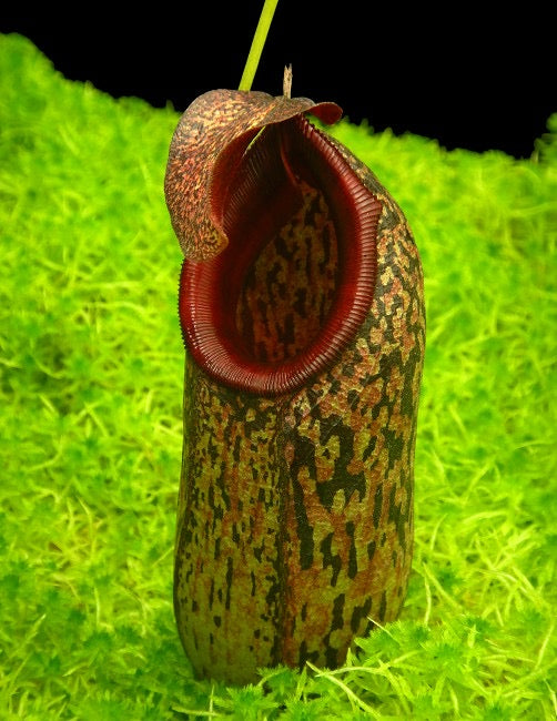 Nepenthes aristolochioides x burkei Potted