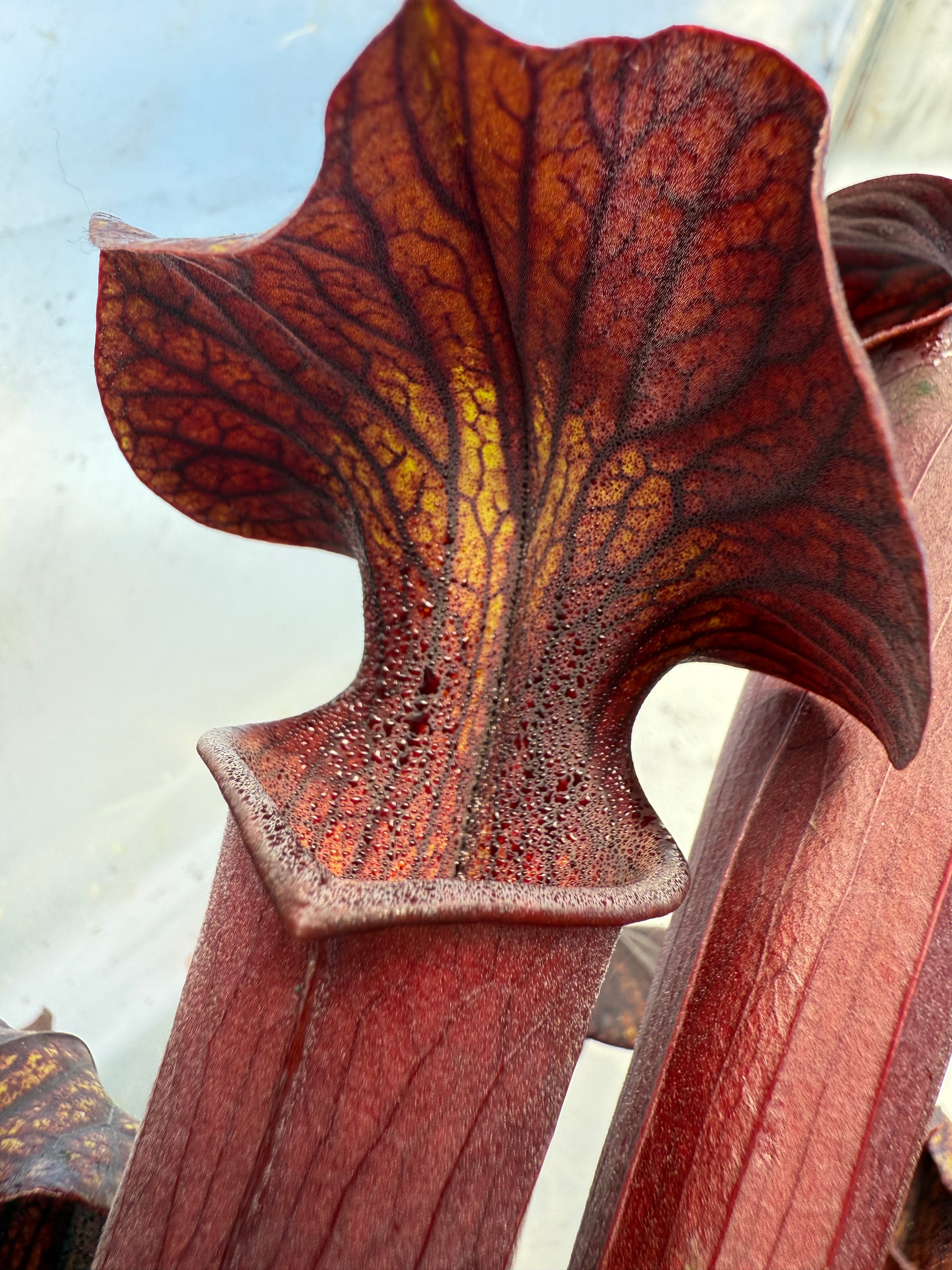Sarracenia alata v rubrioperculata x flava v rubricorpora Potted