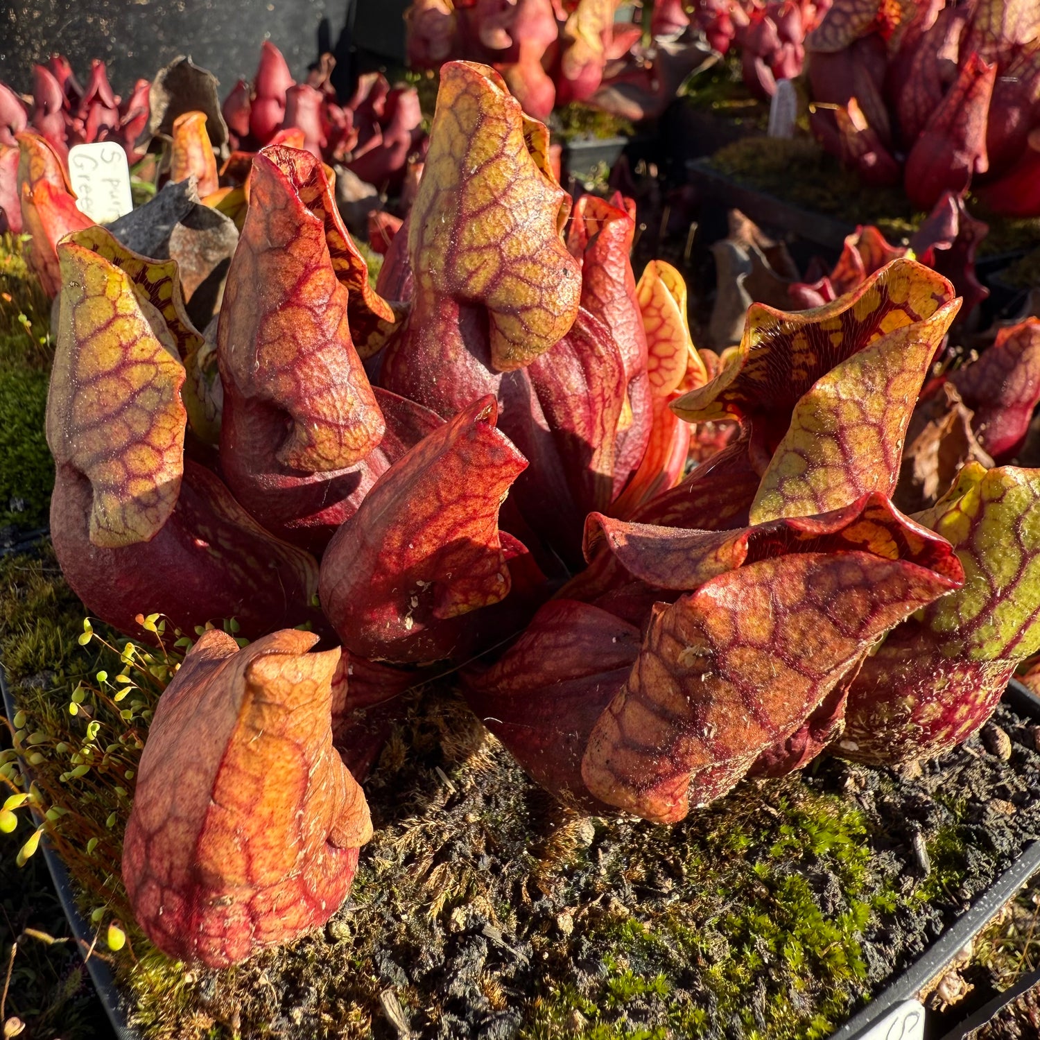 Sarracenia purpurea ssp. venosa v. montana Potted