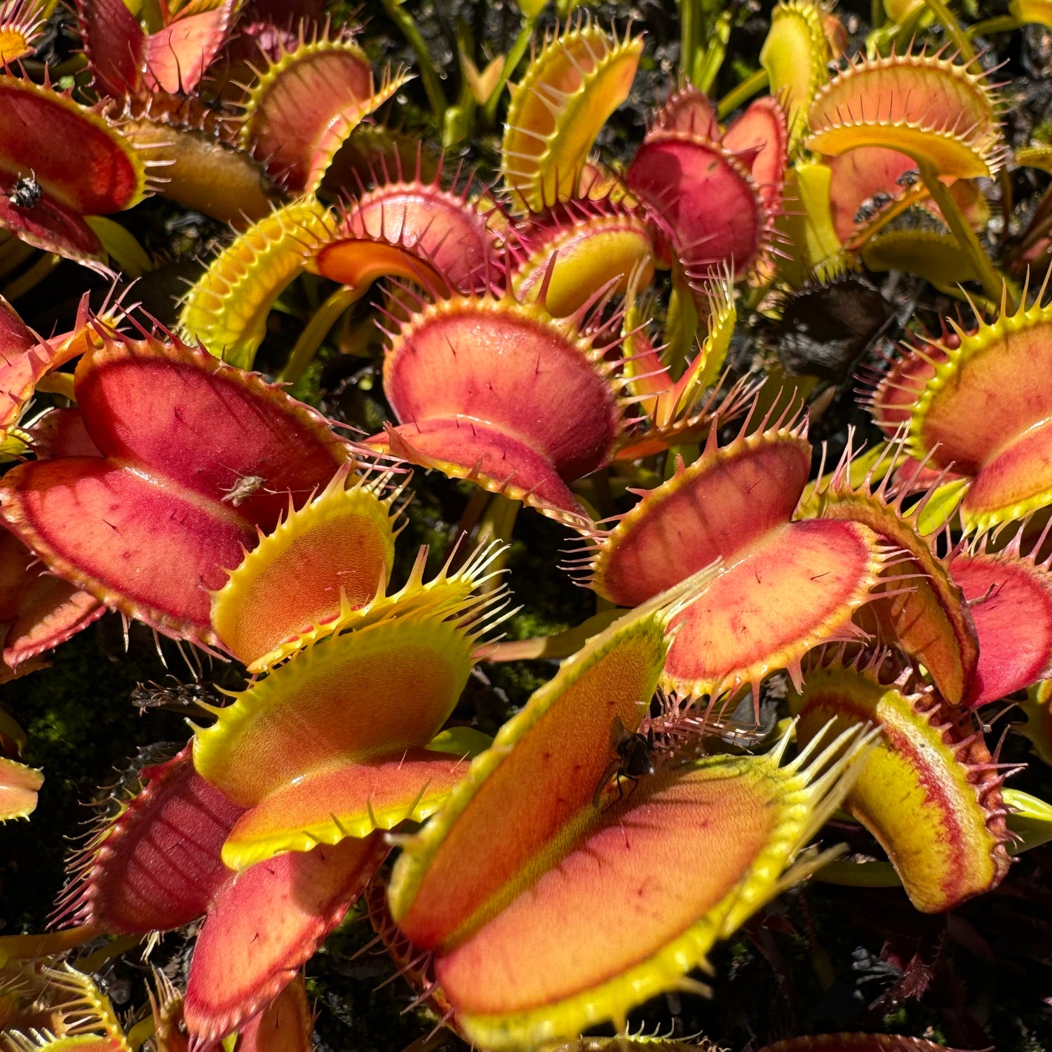 Dionaea m. ‘Switzerland Giant’ Potted