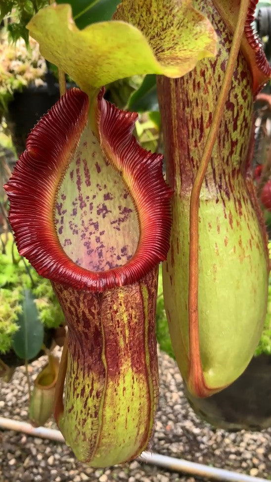 Nepenthes singalana x burkei Potted