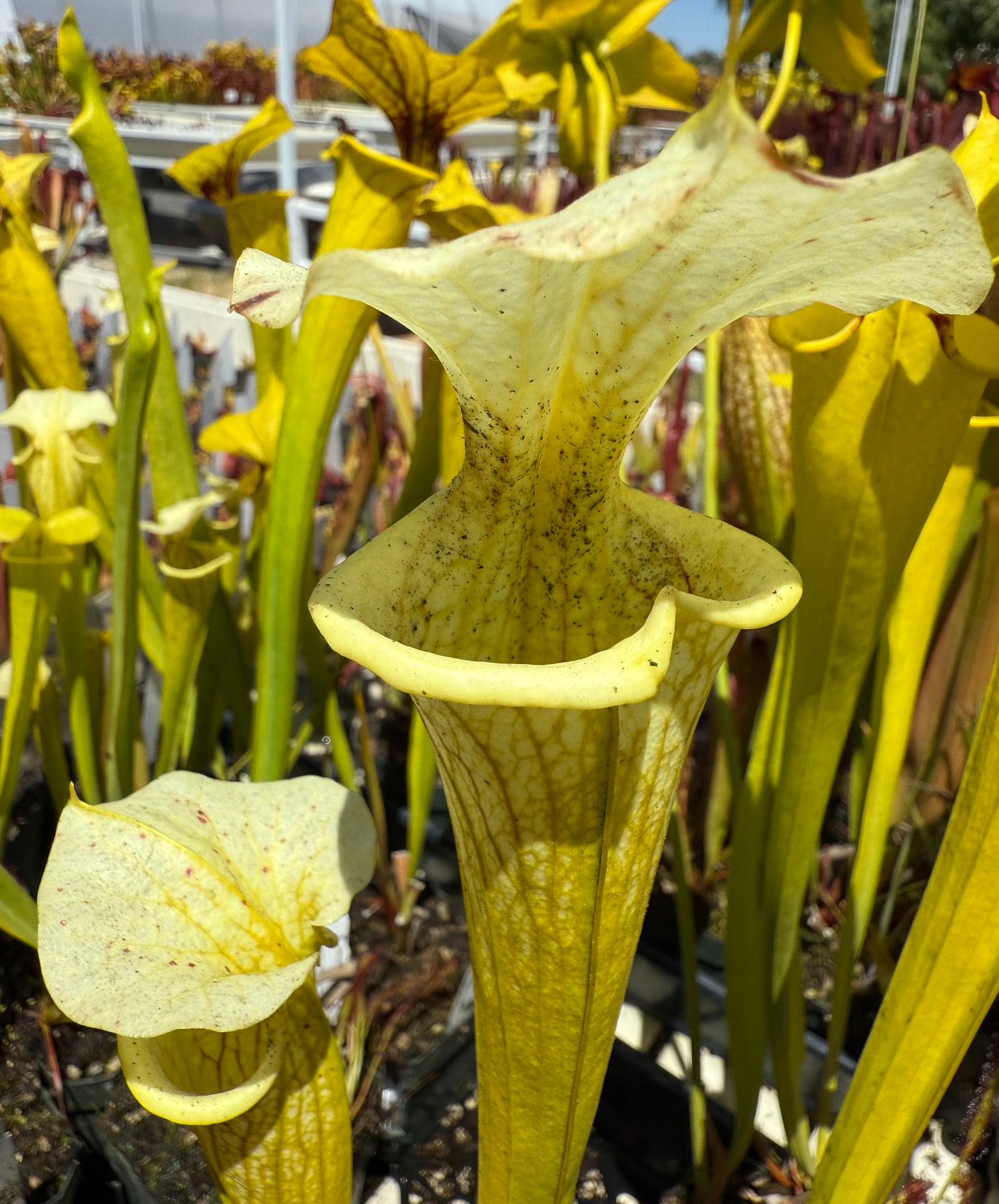 Sarracenia flava ‘Goldie’ x ( x ‘Leah Wilkerson’ ) DG Potted