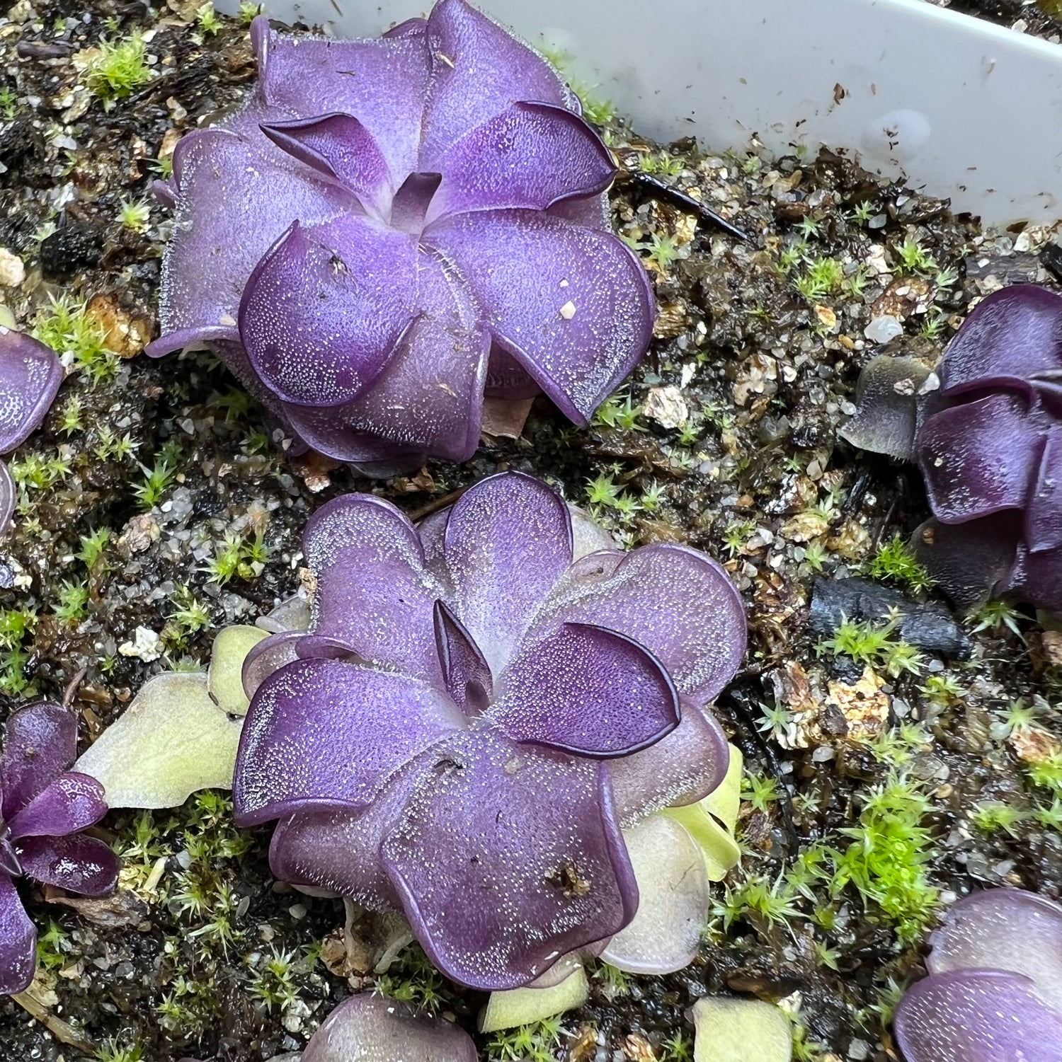 Pinguicula x “Mad Madam Mim” BARE ROOT