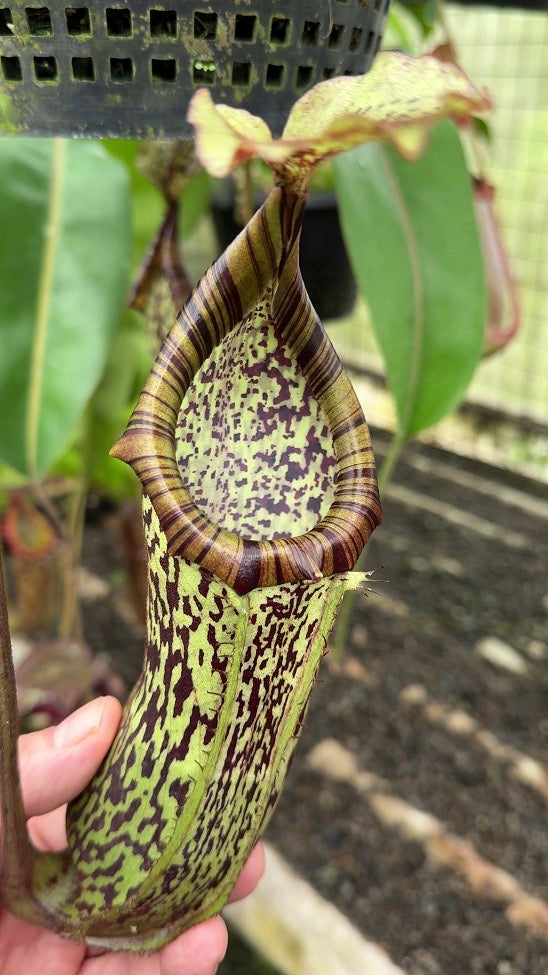 Nepenthes burbidgeae x platychila Potted