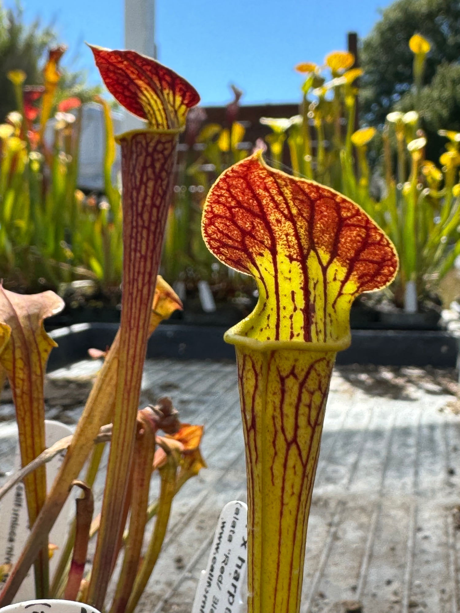 Sarracenia alata “red/black giant” x flava var rugelii ’Bud’s Gargoyle’ Potted