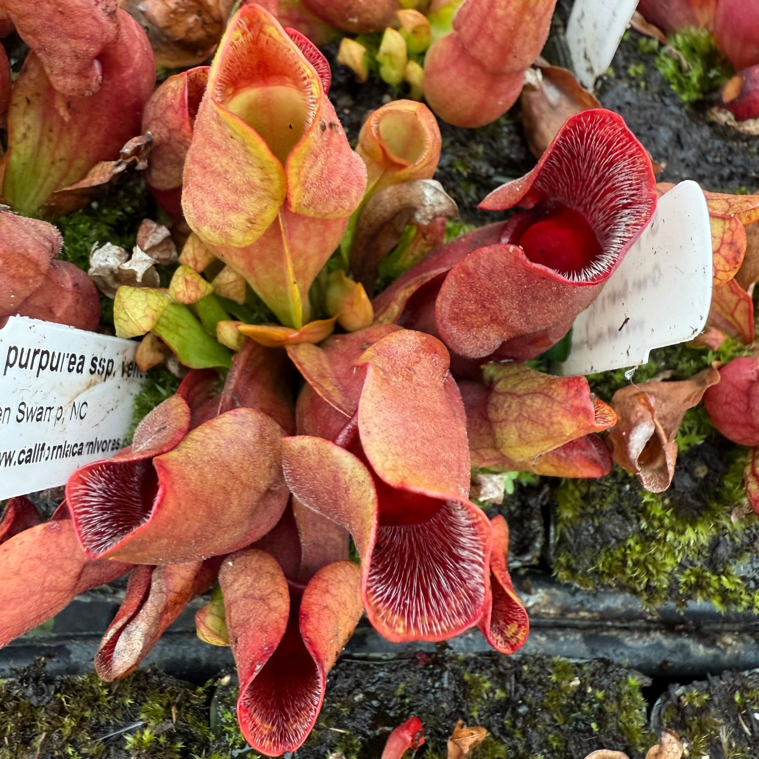 Sarracenia purpurea ssp. venosa “Green Swamp, NC” Potted