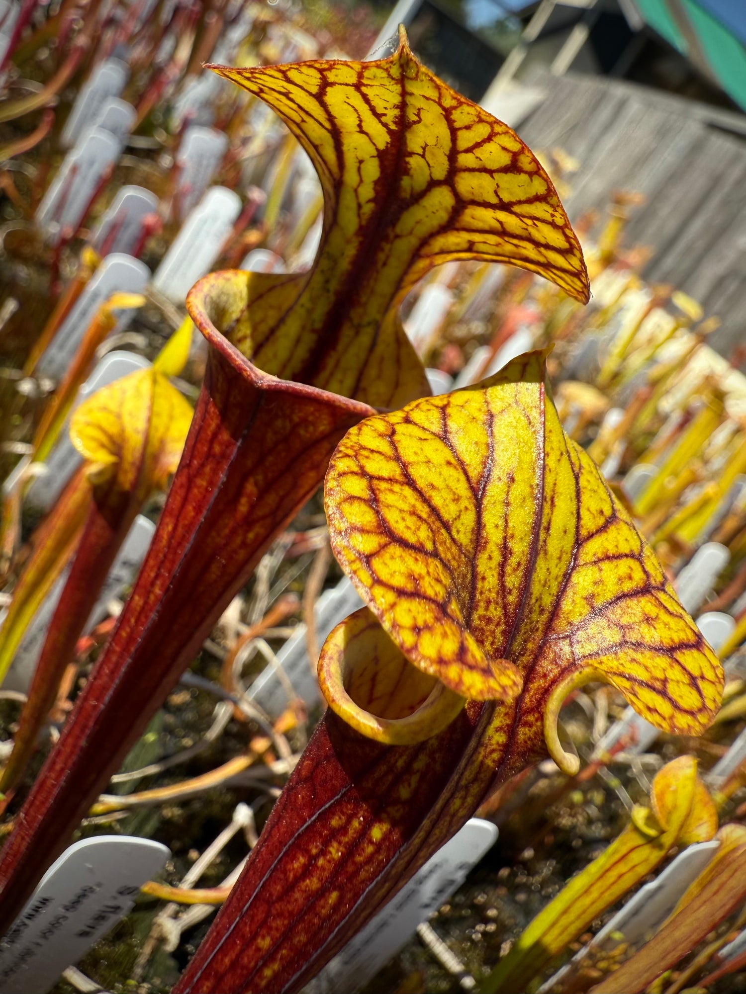 Sarracenia flava “deep color rubricorpora mix” Potted