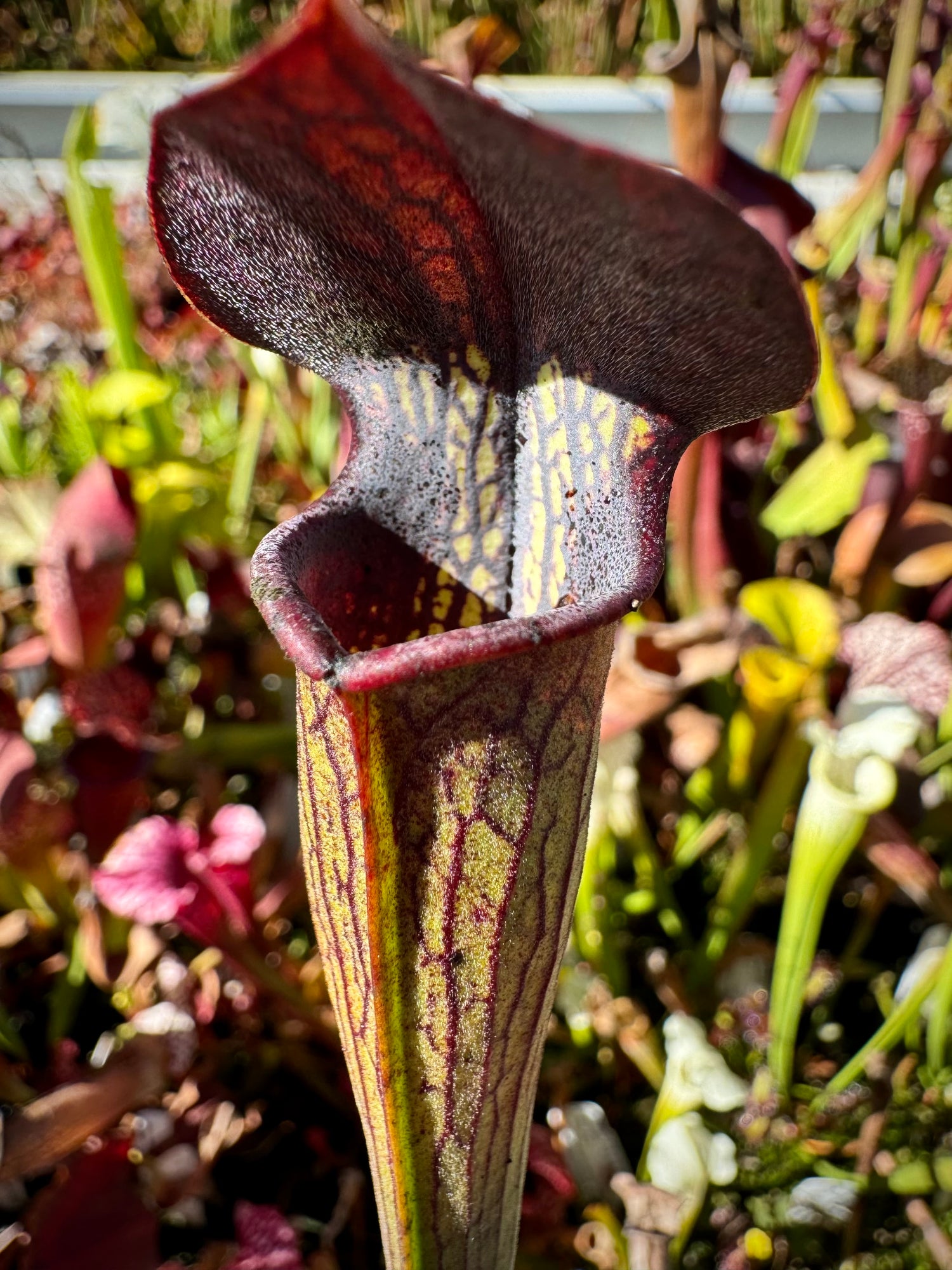 Sarracenia alata “Black Tube IPa06” x alata “Red/Black Tube Stone Co. MKA20” Potted