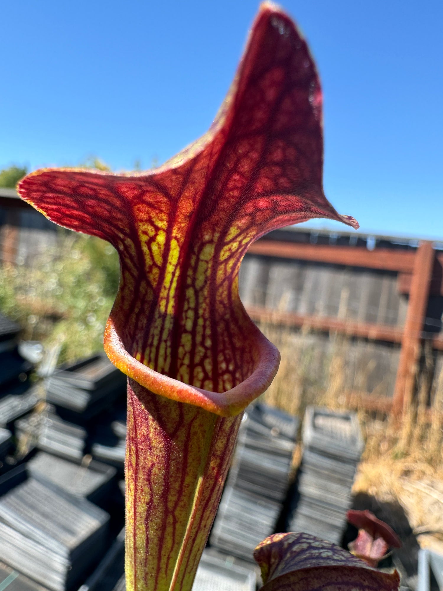 Sarracenia alata “pubescent black” x ( ‘Caitrin Claire’ ) Potted