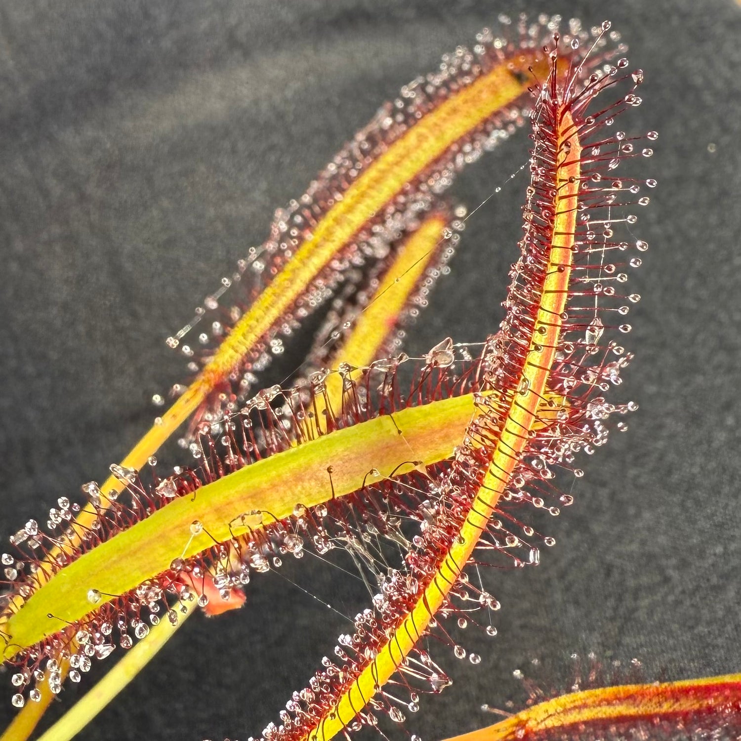 Drosera capensis ‘Big Pink’ Potted